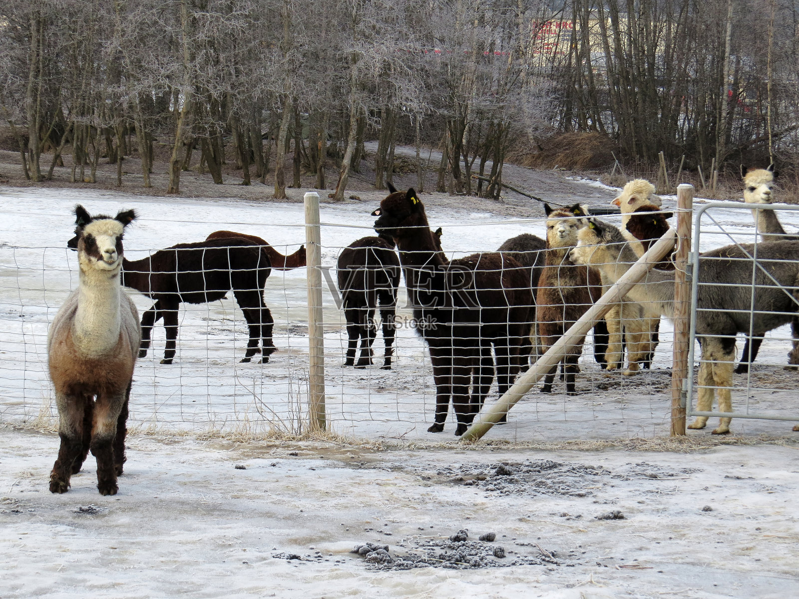 农场里可爱又好奇的羊驼动物照片摄影图片