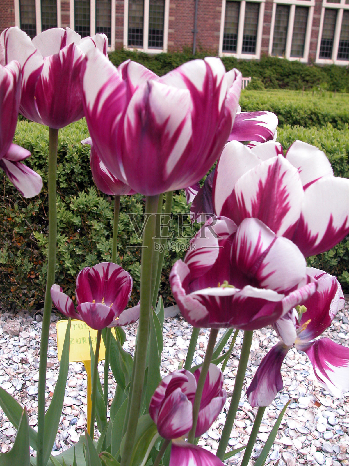 花园里的郁金香花照片摄影图片