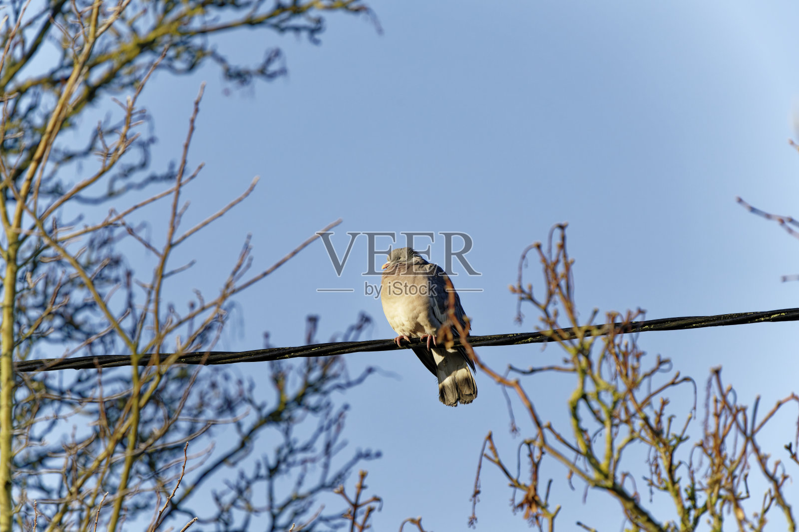 胖鸽子保暖照片摄影图片