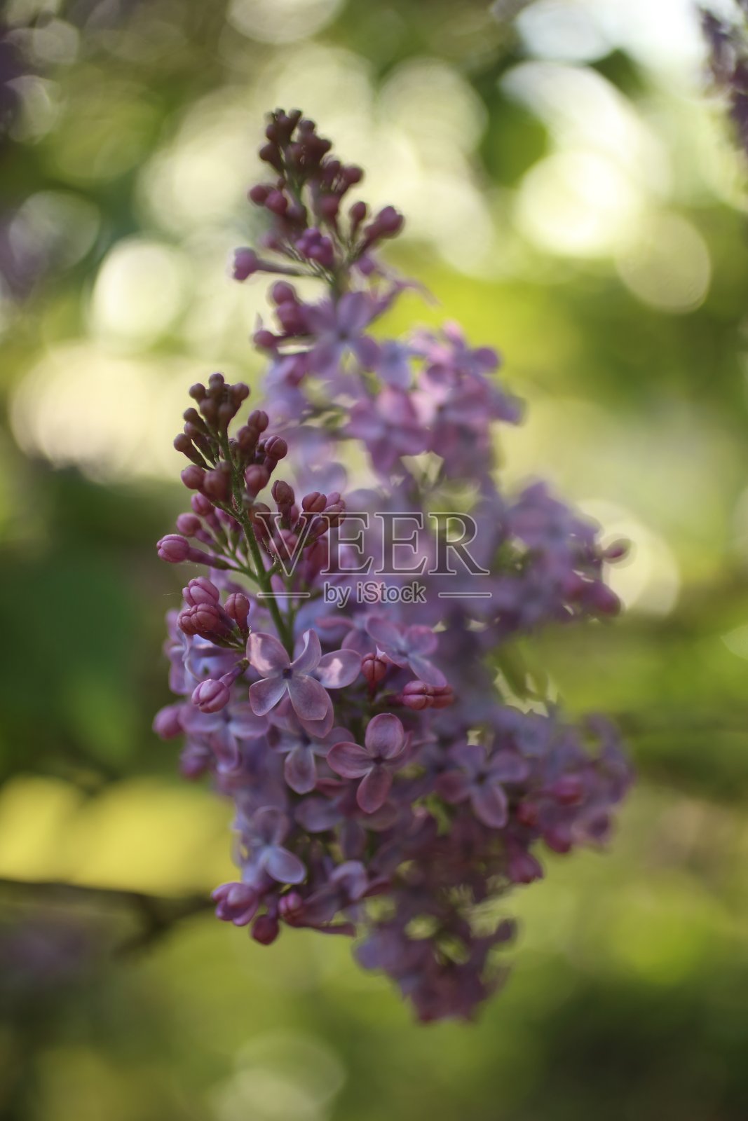 紫色的紫丁香花盛开在大自然的背景照片摄影图片