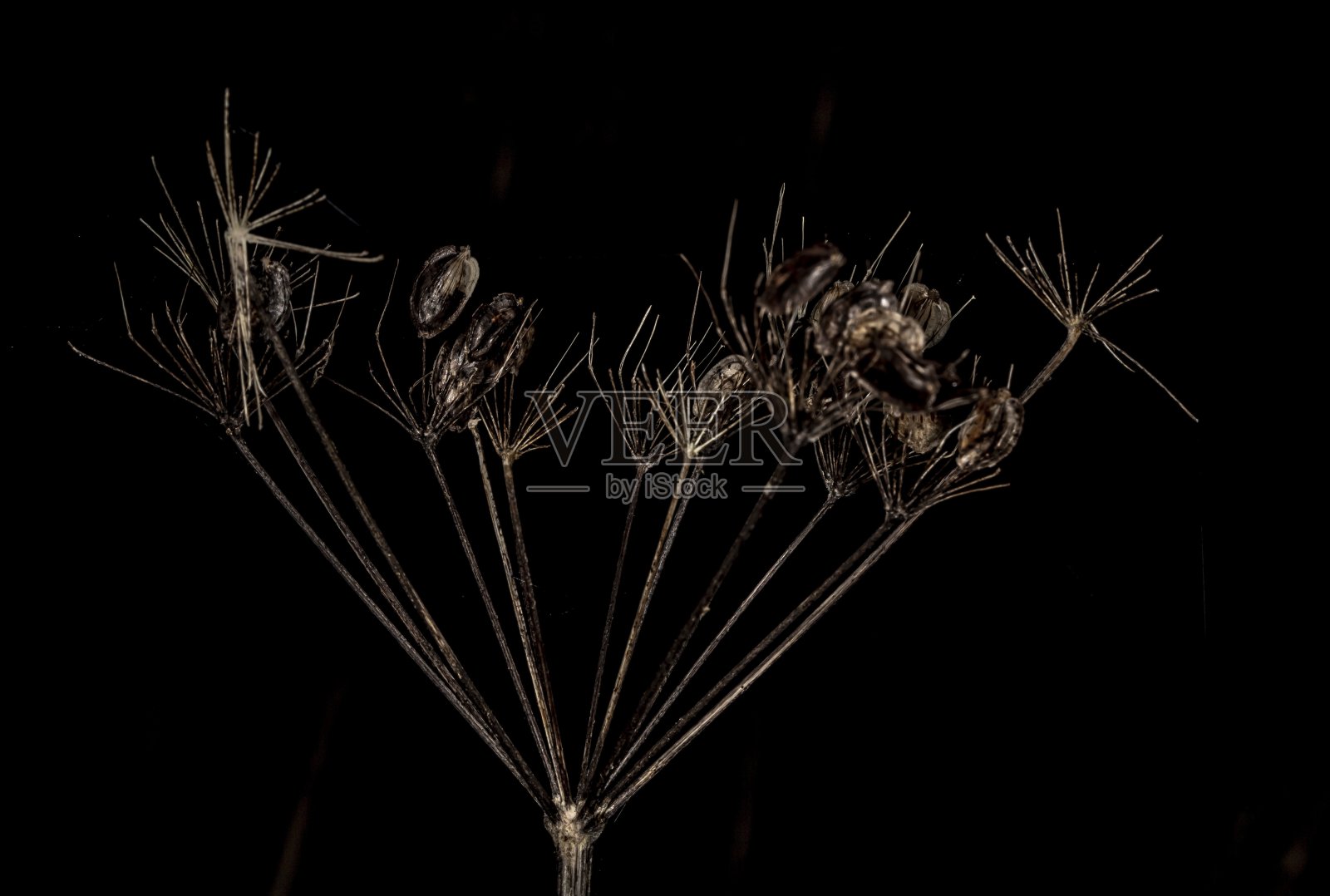 不文明的Treasuers。照片摄影图片