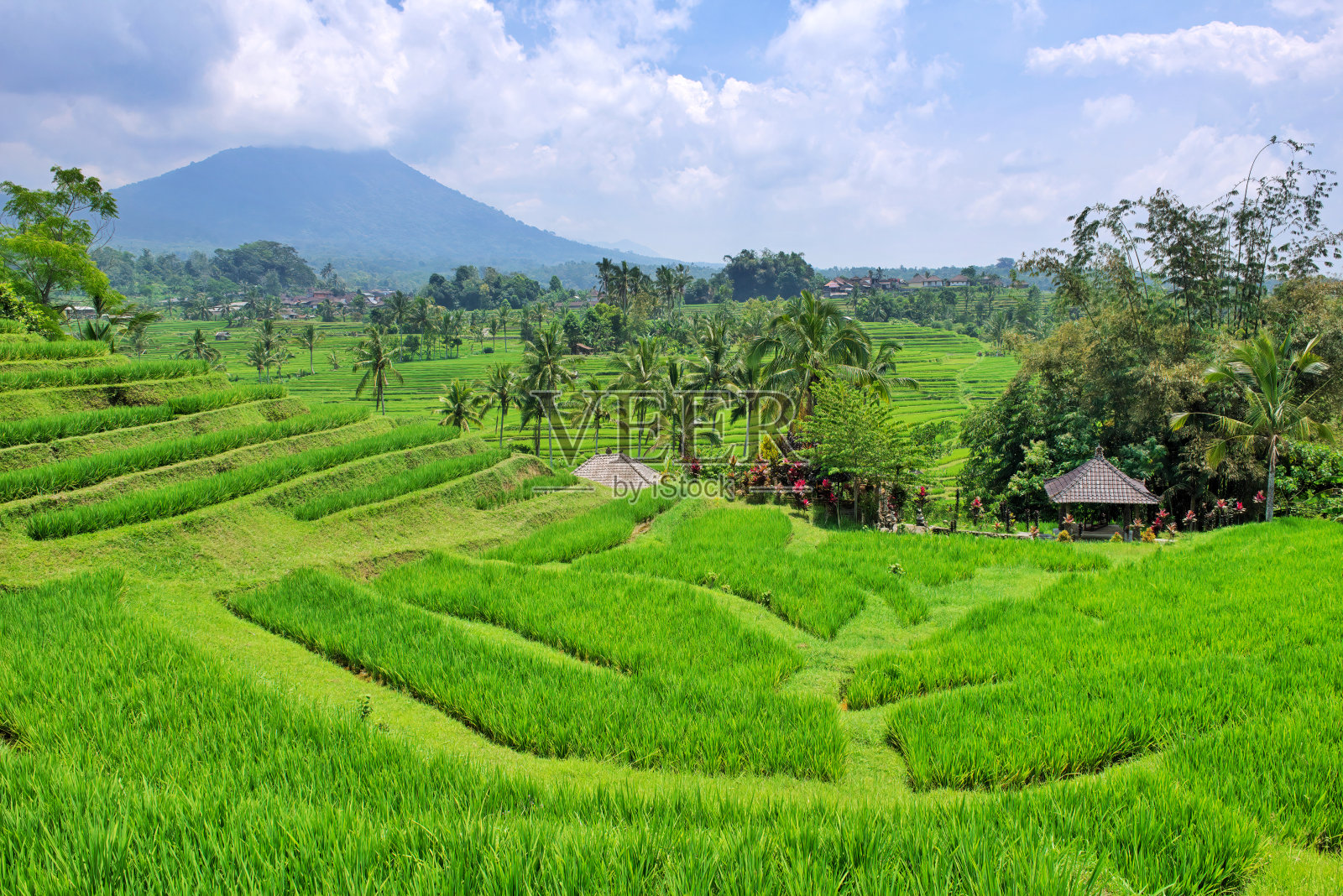印度尼西亚巴厘岛乌布附近的稻田照片摄影图片