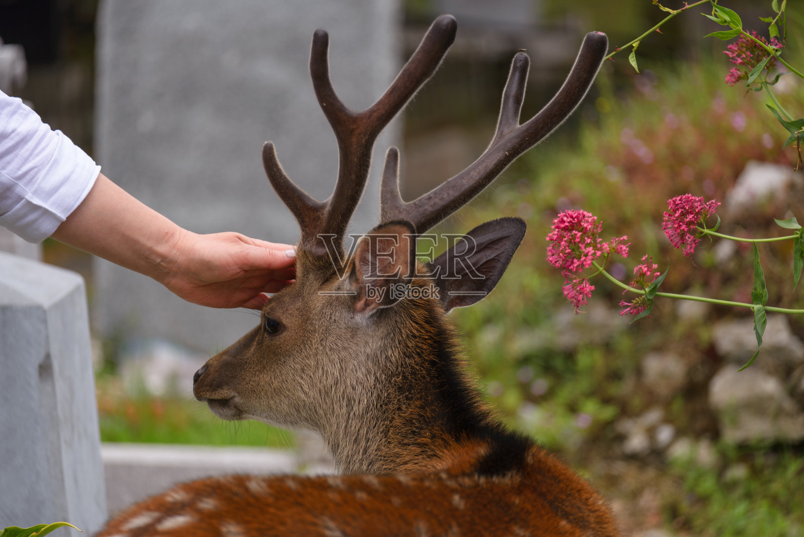 在基拉尼国家公园,一名女摄影师正在抚摸友善的小鹿照片摄影图片