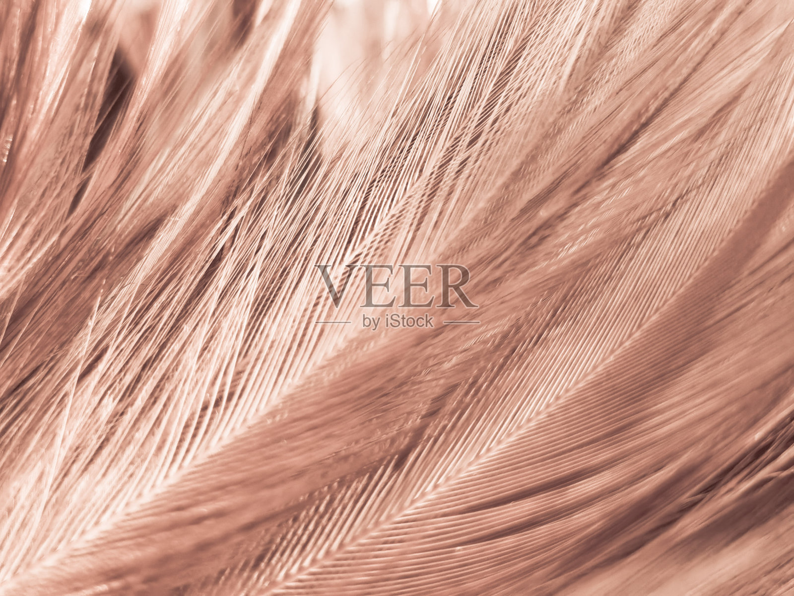 美丽的抽象橙色羽毛在黑暗的背景,柔软的棕色羽毛纹理在图案背景,黄色羽毛背景,爱情主题,情人节照片摄影图片