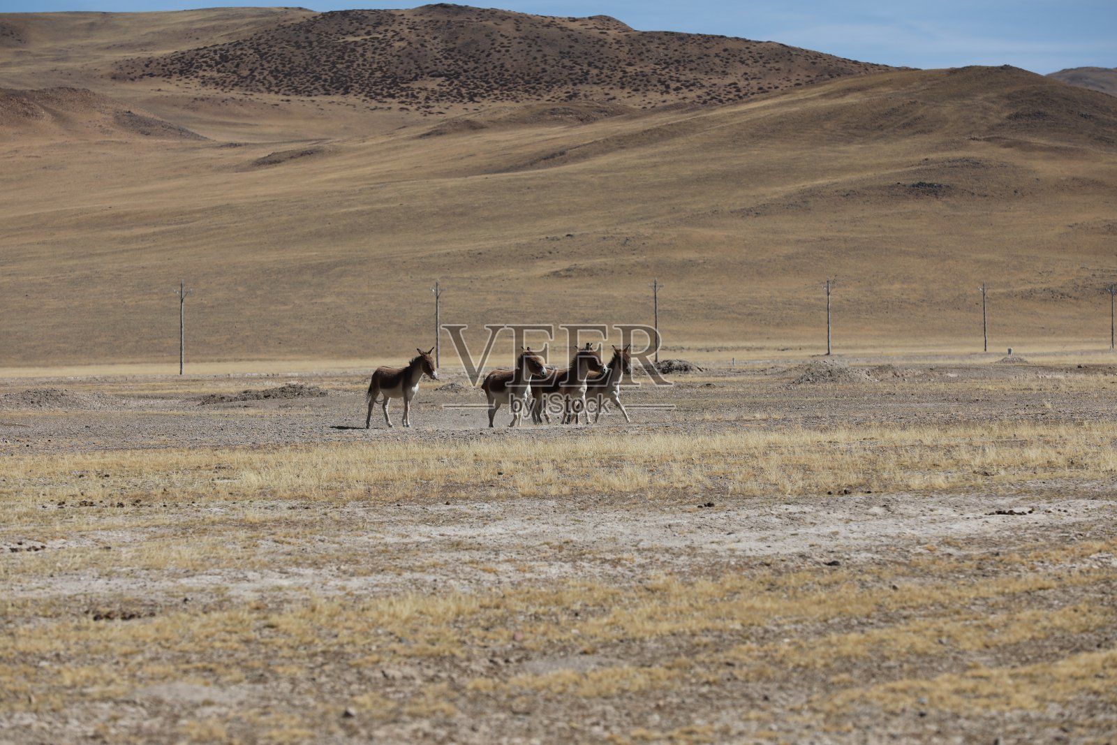 西藏草原上的一群西藏野驴照片摄影图片