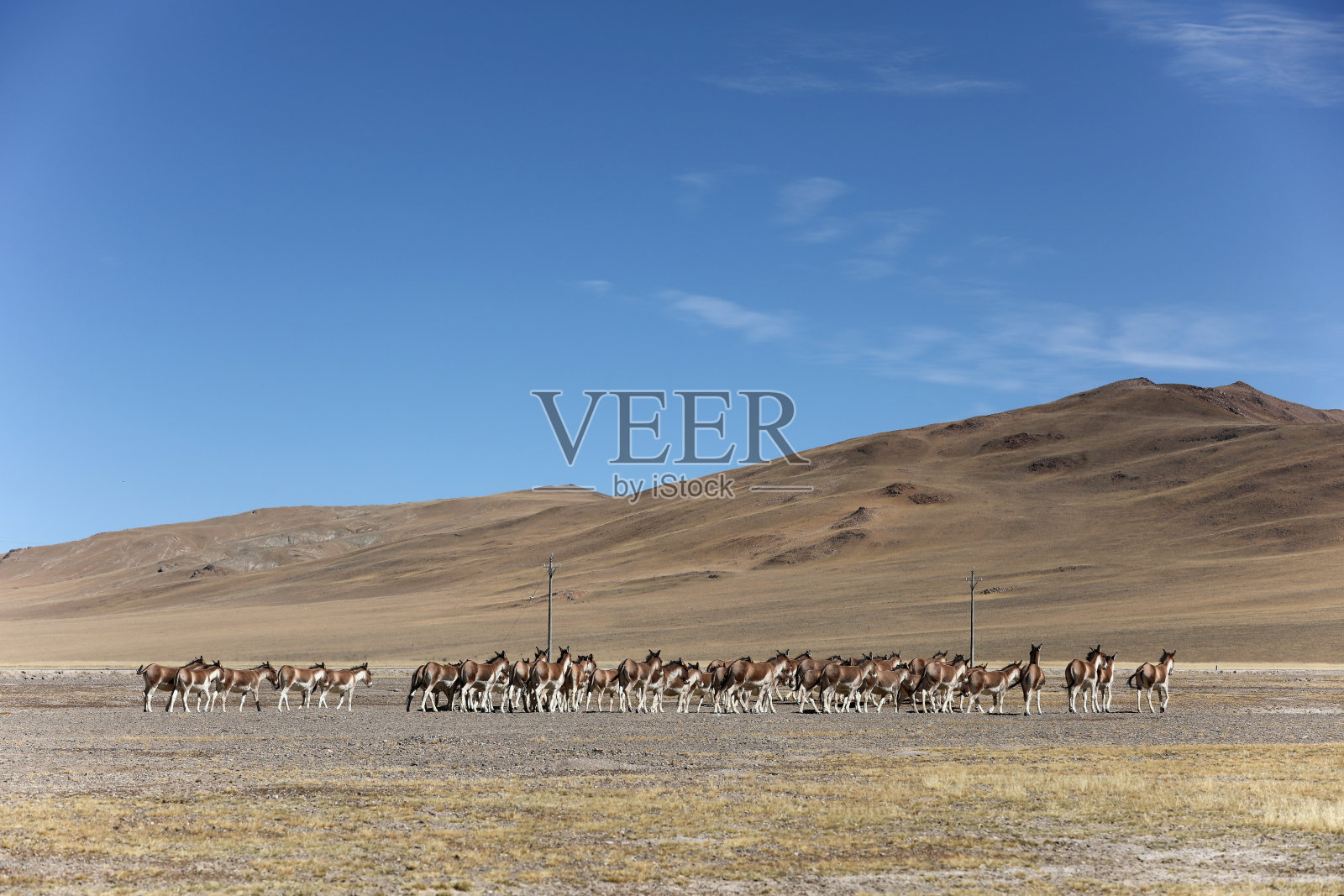 在西藏草原上奔跑的一群西藏野驴照片摄影图片