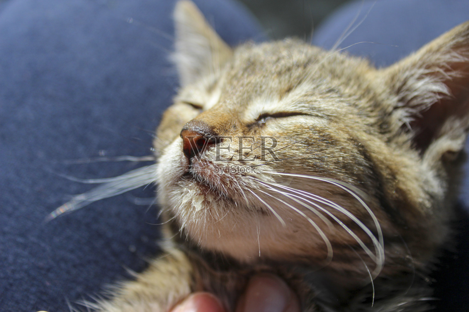 小猫的肖像“主体不在焦点上”照片摄影图片