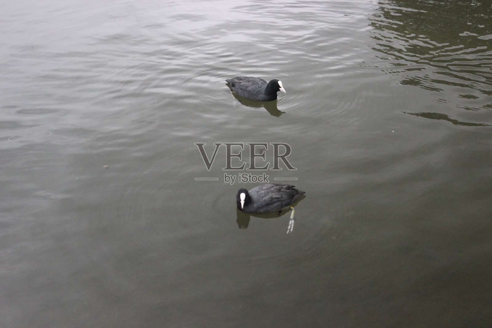 两只白骨顶(也叫白骨顶)漂浮在池塘黑暗的水面上照片摄影图片