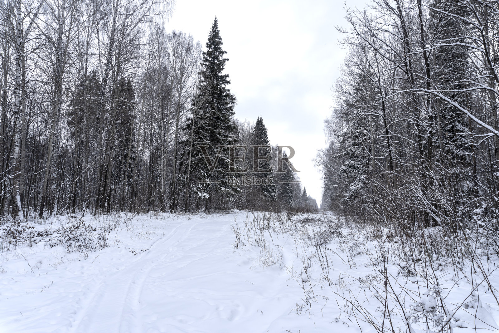 森林里的冬天,树上的雪,漂亮的圣诞节背景照片摄影图片