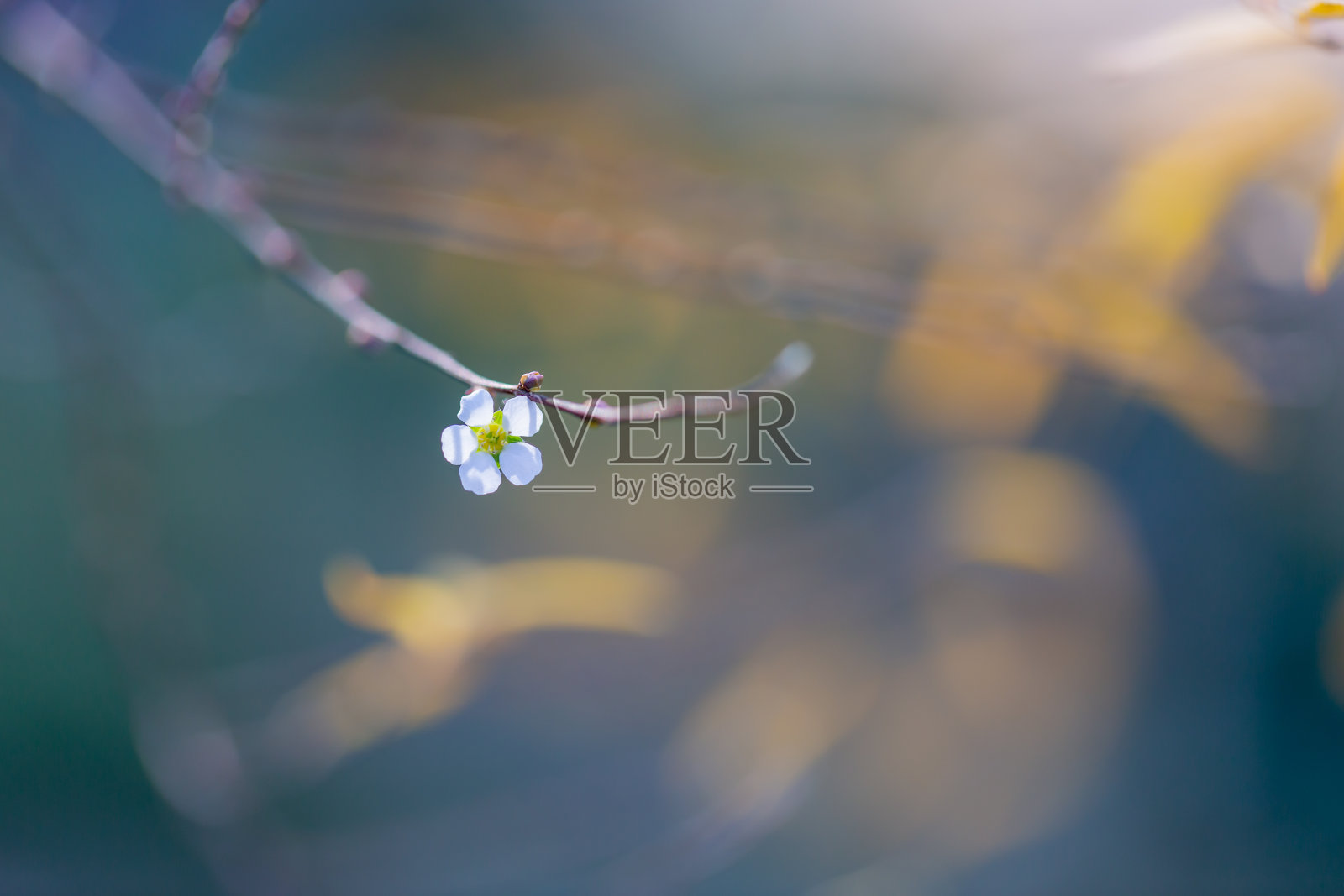 花照片摄影图片