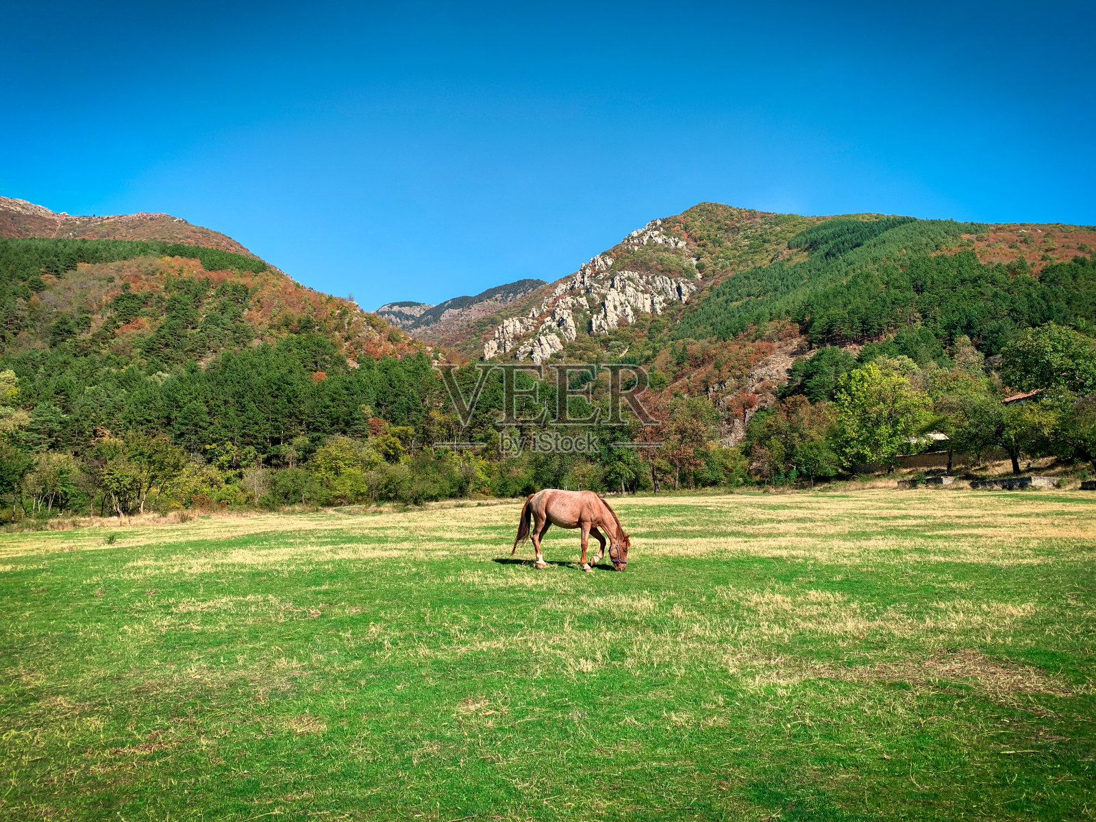 绿草中的棕色马。保加利亚索波特附近的巴尔干山脉景观。照片摄影图片