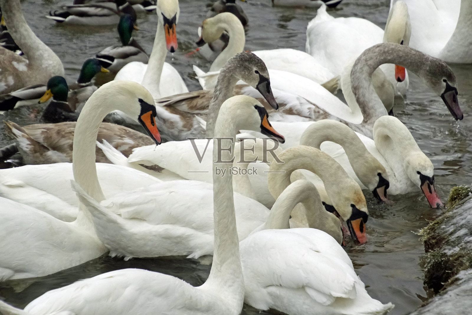 在冬季水鸟。湖上城市公园里的天鹅和鸭子照片摄影图片