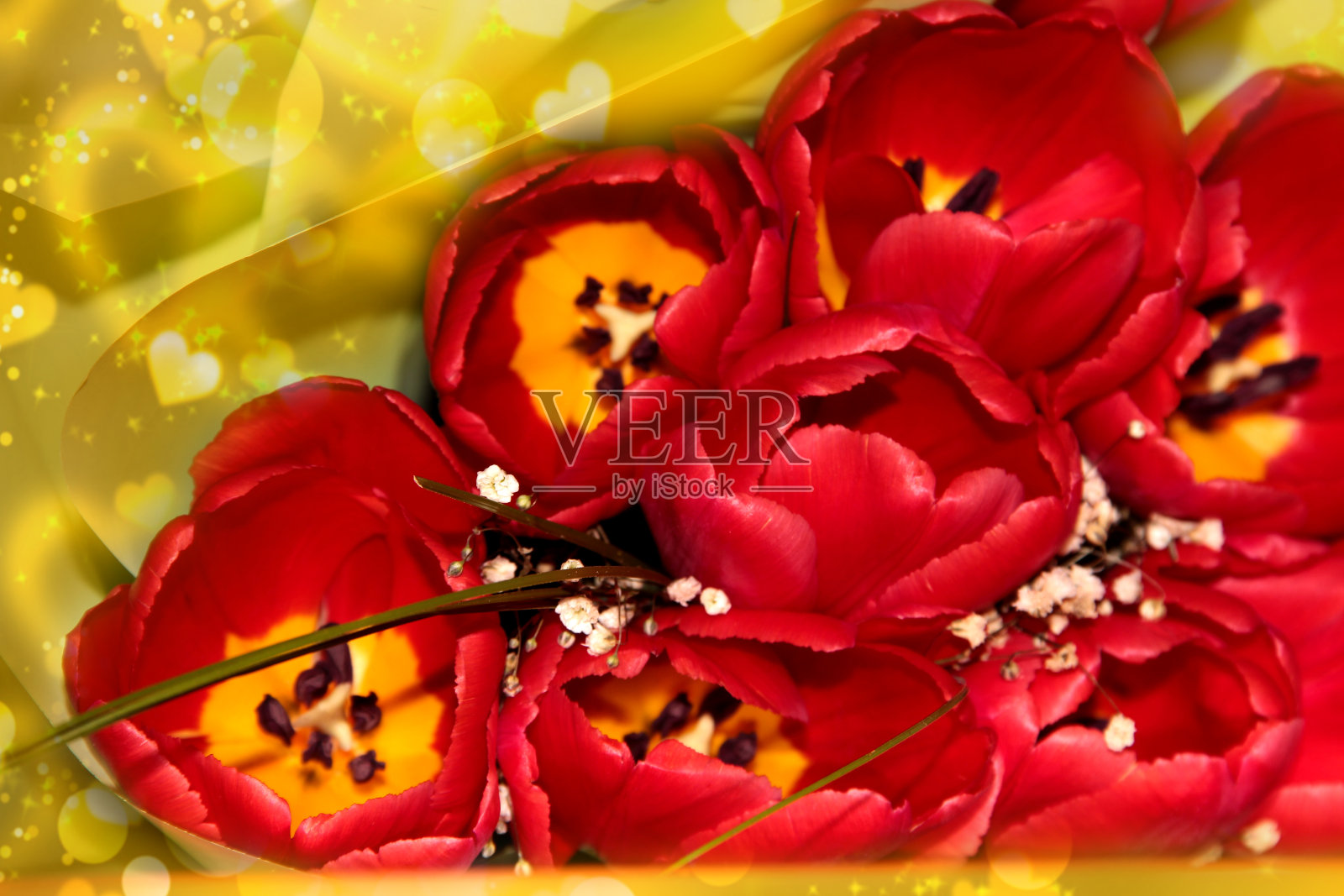 开着花蕾的红色郁金香与心窝。照片摄影图片