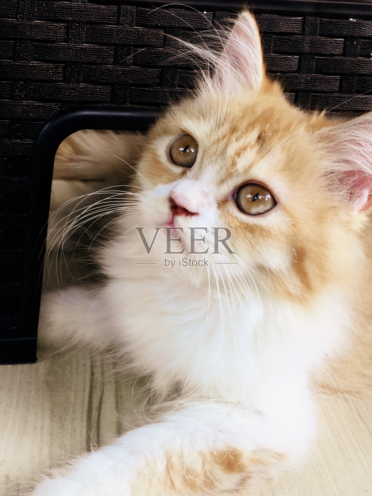 波斯红虎斑猫照片摄影图片