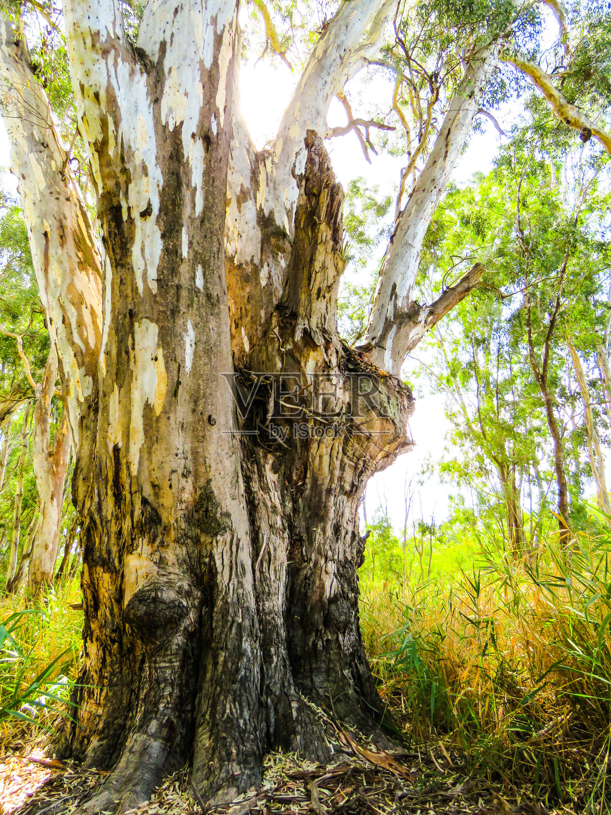 Barmah国家公园,维多利亚,澳大利亚照片摄影图片