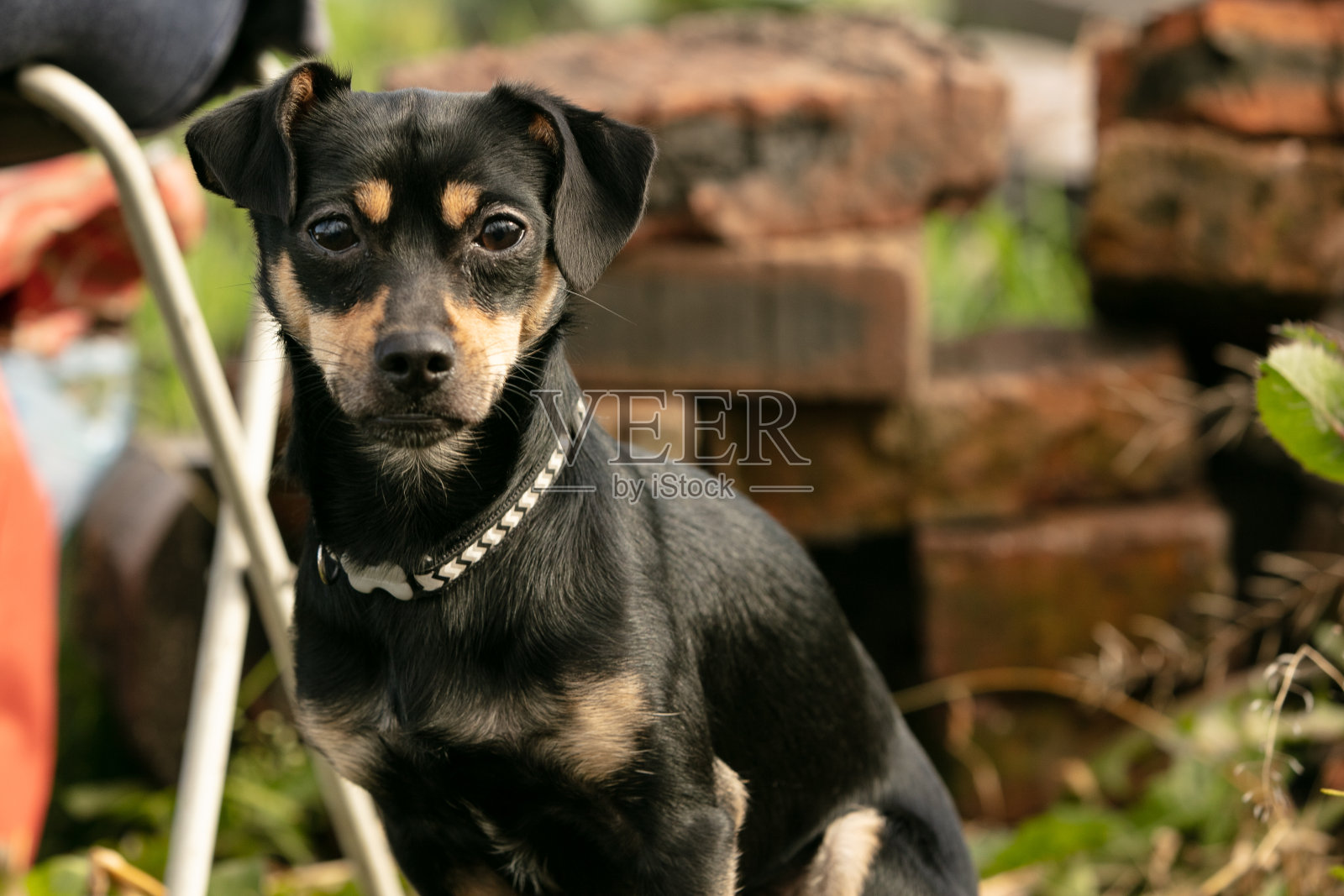 夏日草地上,一只咬人的狗坐在那里,望着前方照片摄影图片