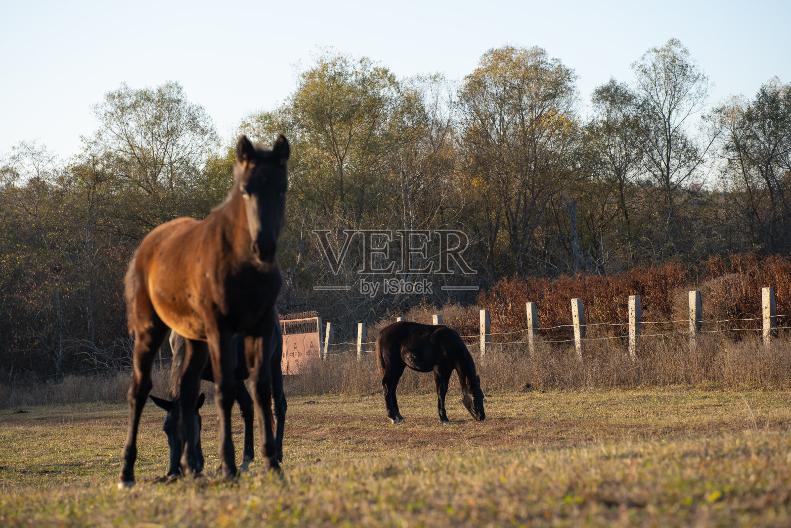 马在草地上吃草照片摄影图片