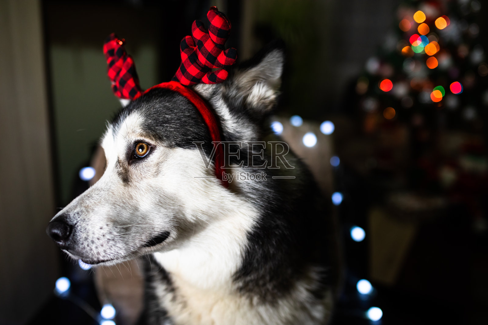 一只长着驯鹿角的大狗的肖像照片摄影图片