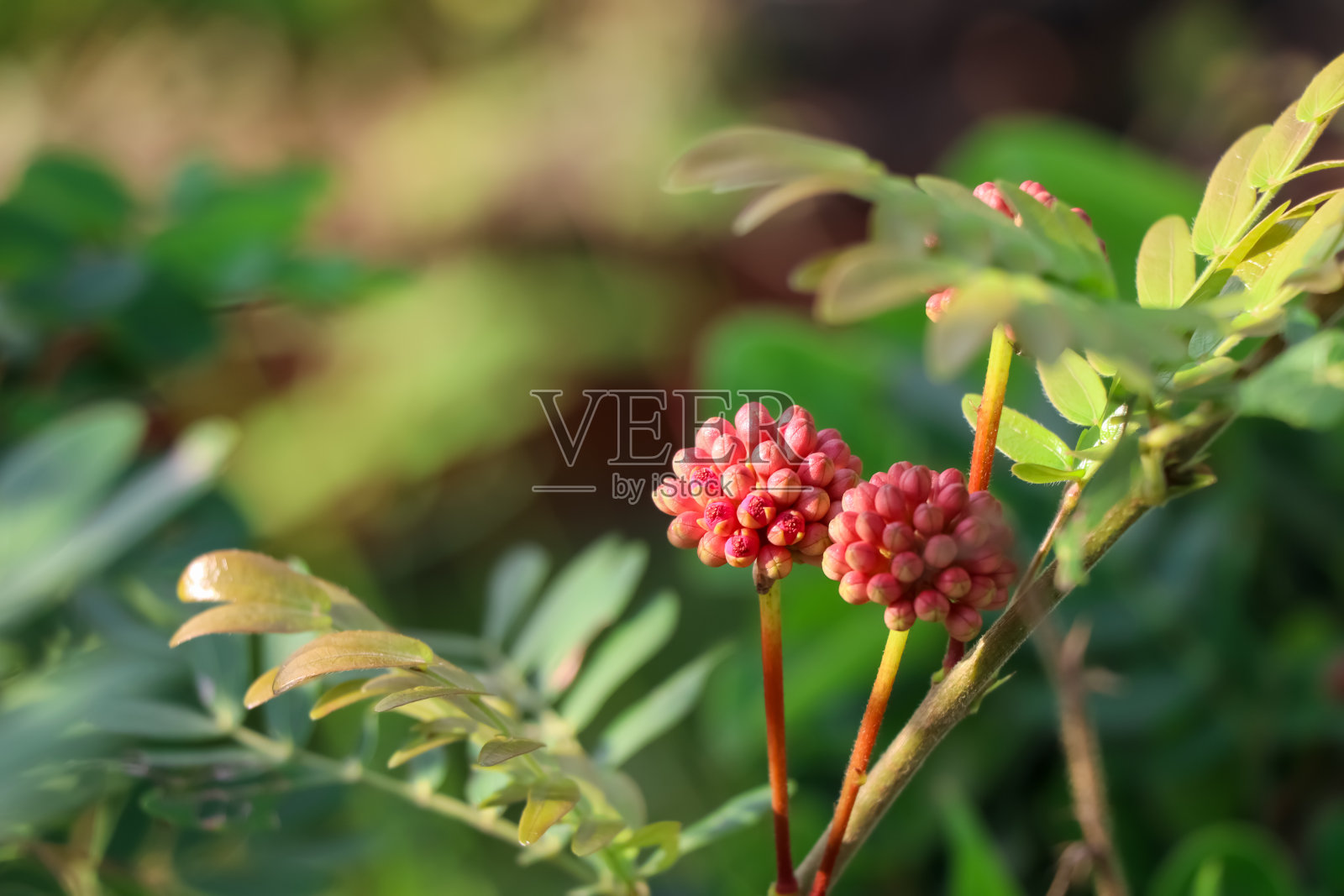 红栀子花正在盛开照片摄影图片
