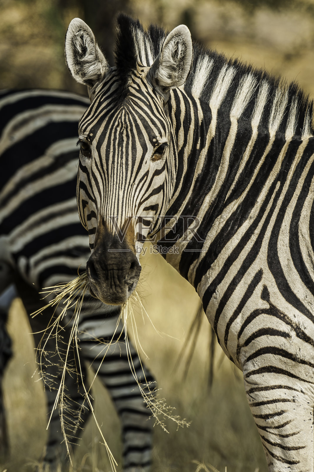 波切尔斑马,波切尔斑马,丘比国家公园萨乌特地区,博茨瓦纳,波切尔斑马科照片摄影图片