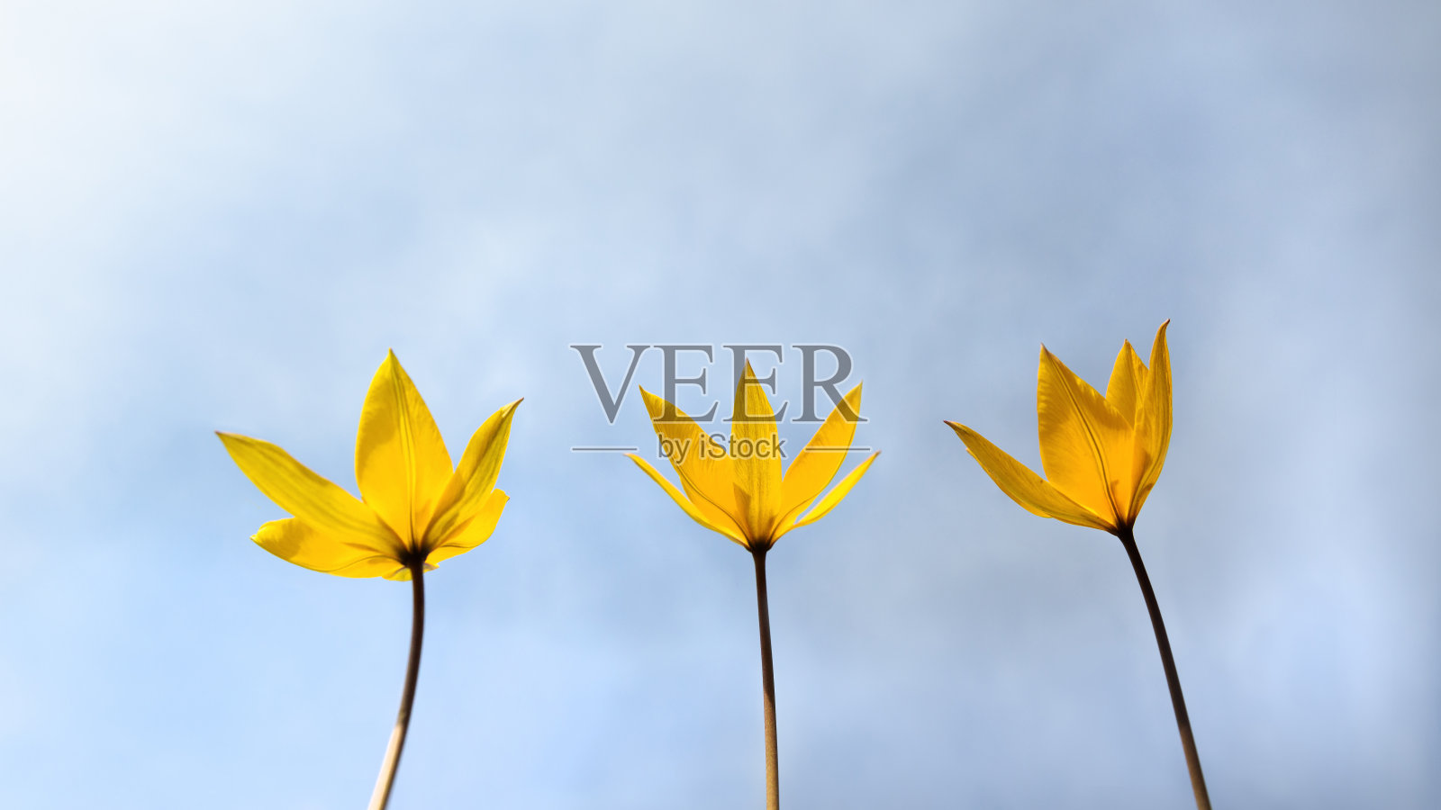 三种野生黄色的春天罕见的郁金香花照片摄影图片