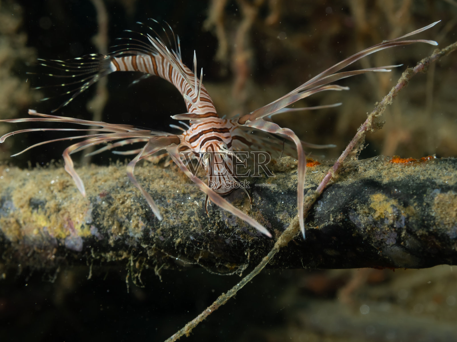 年轻的莱昂鱼照片摄影图片