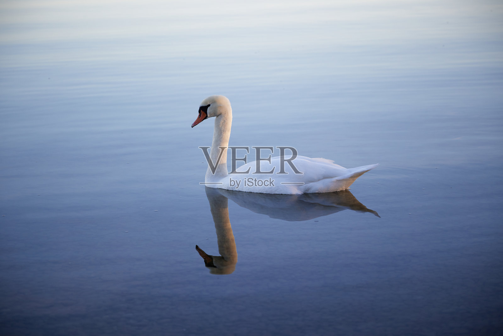 天鹅反射湖照片摄影图片