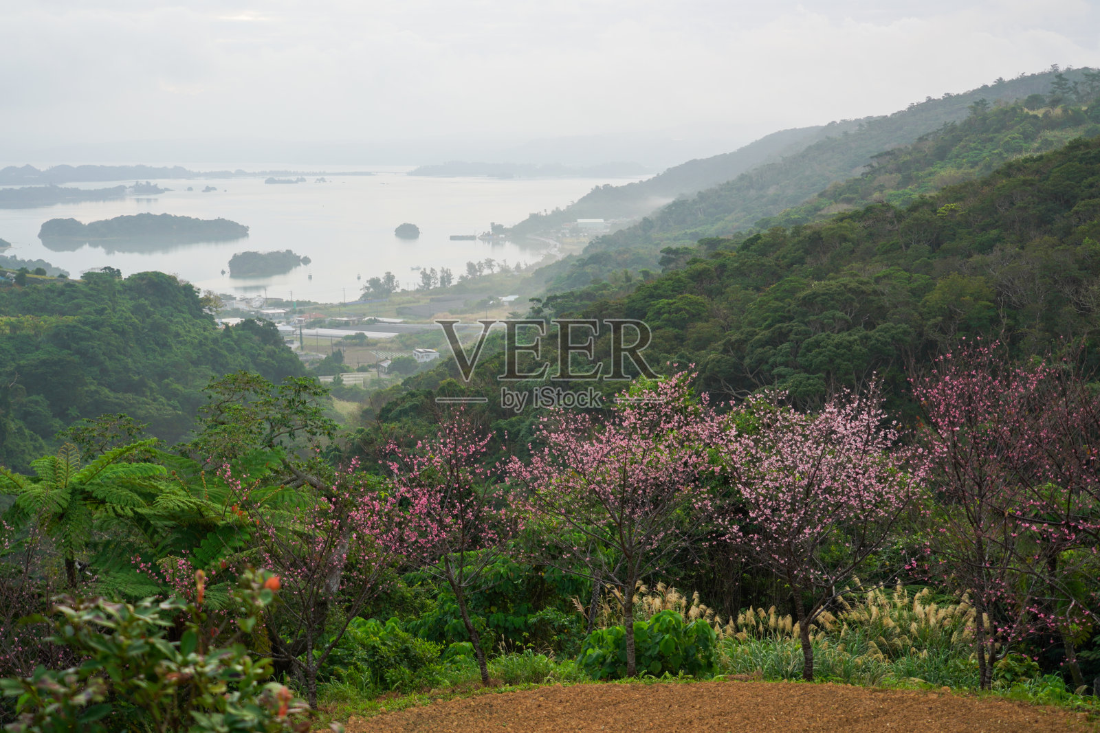 冲绳的樱花照片摄影图片