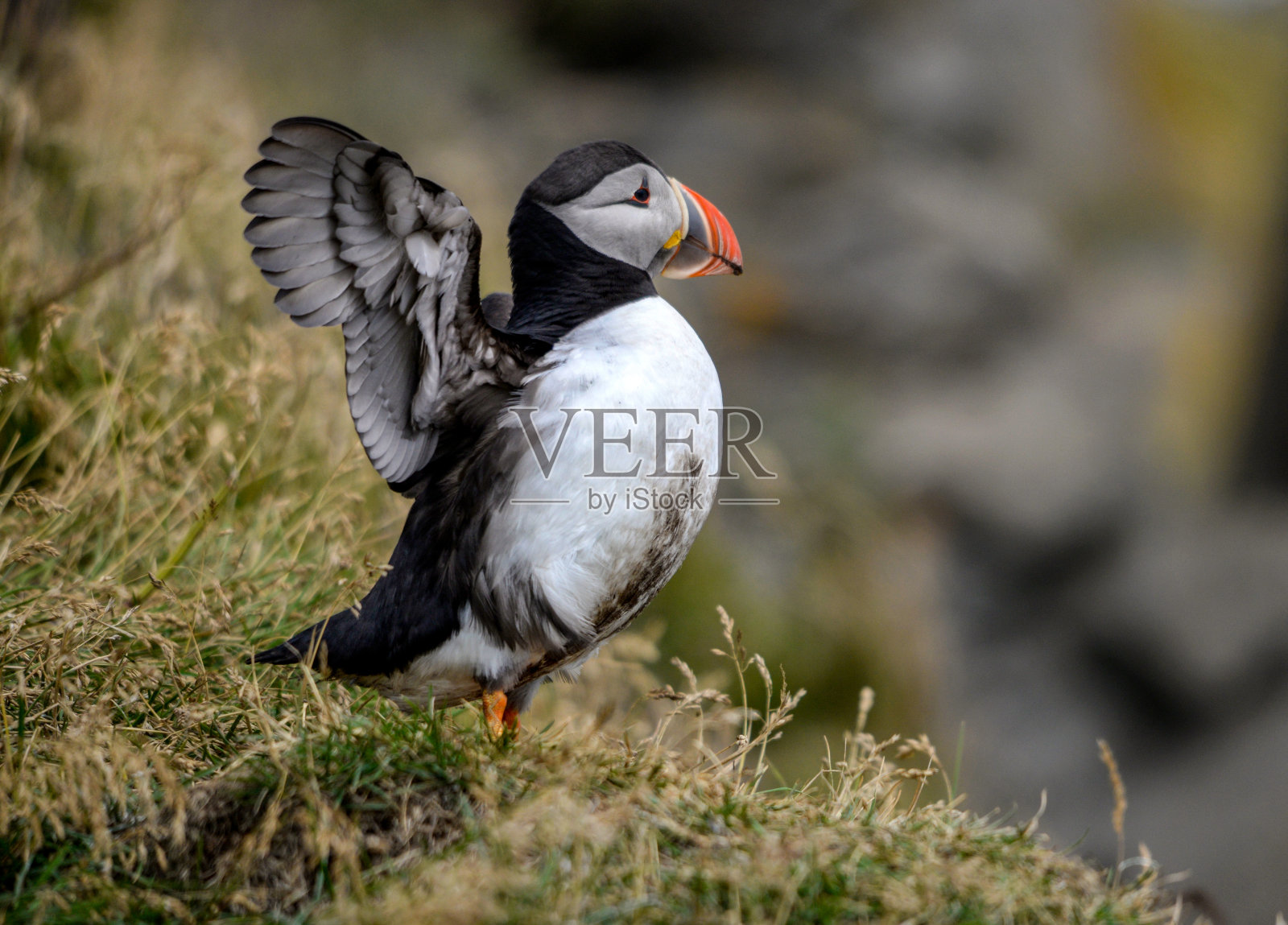 大西洋海雀,也被称为普通海雀照片摄影图片