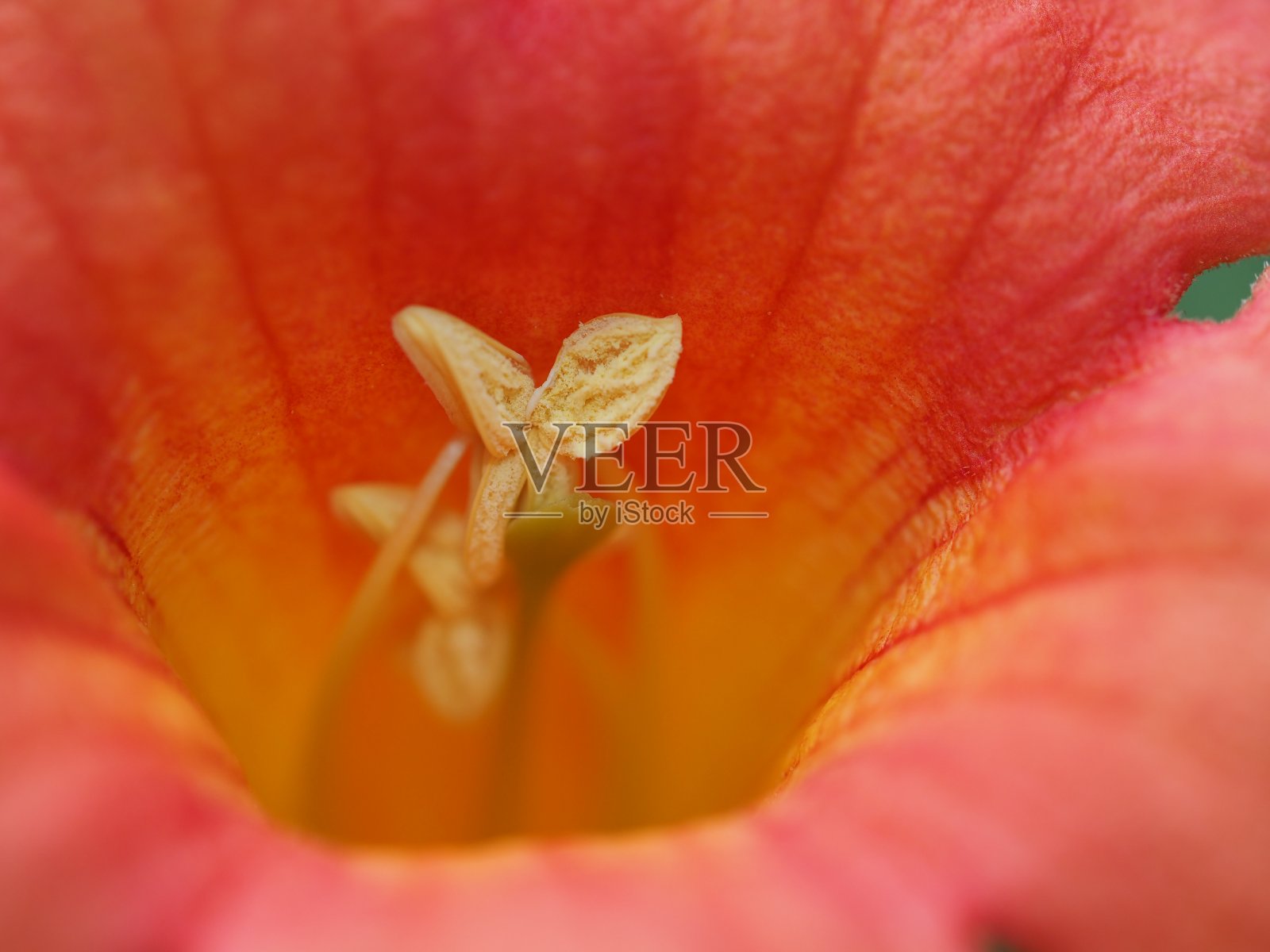 宏花照片摄影图片