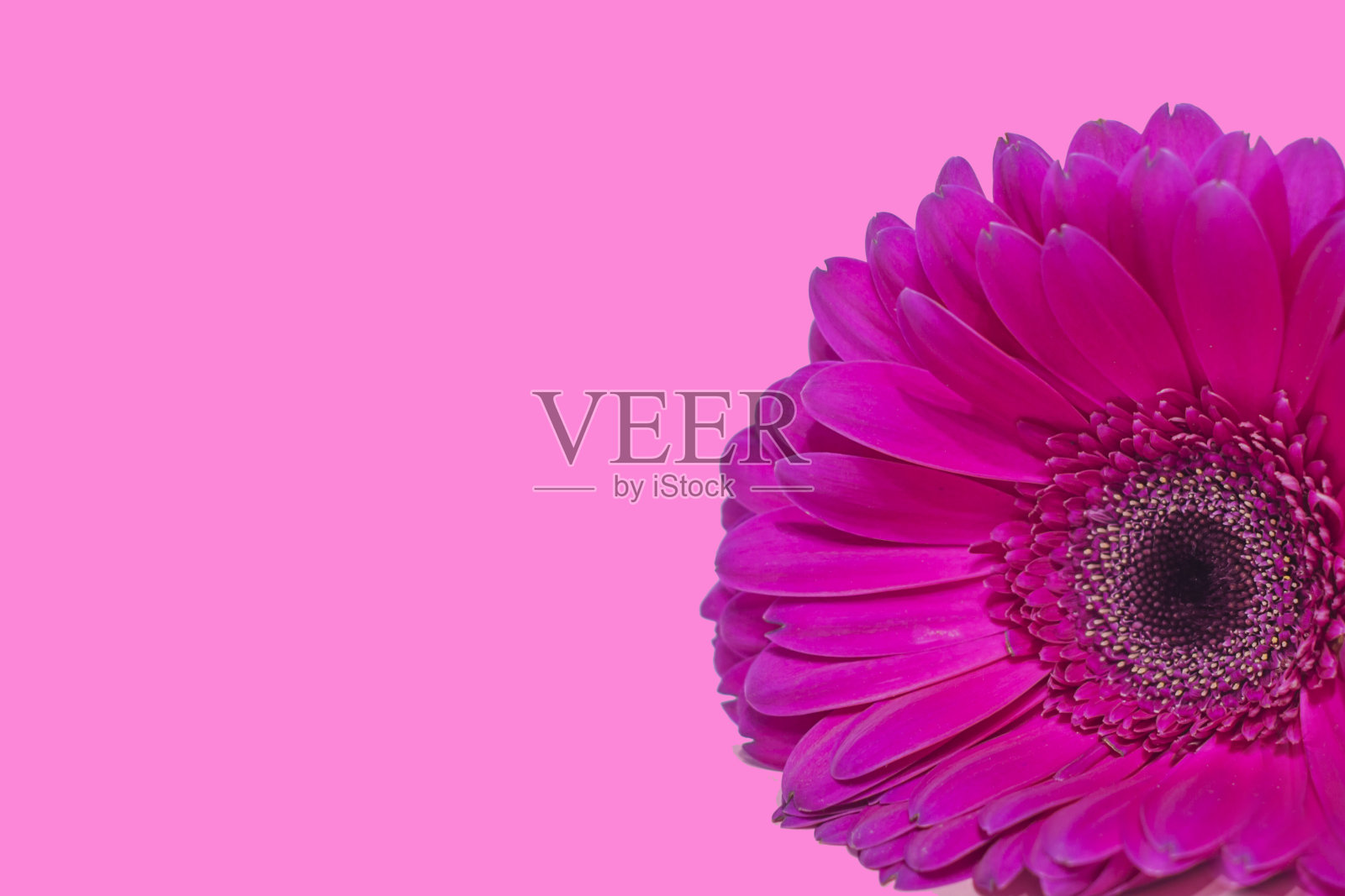 紫色的非洲菊在明亮的紫色背景上。明亮的背景。照片摄影图片