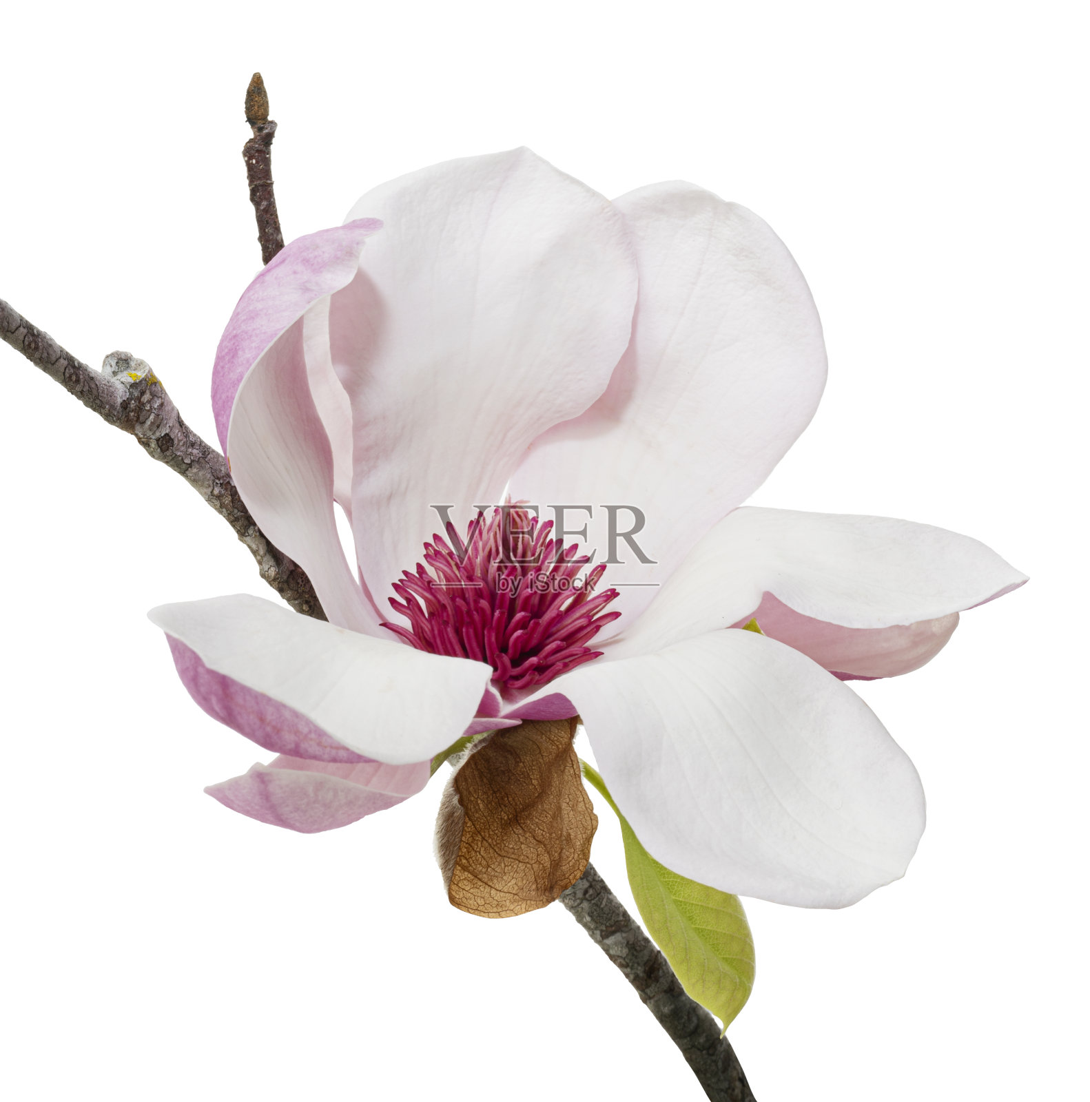 玉兰的花在枝上带叶,玉兰的花孤立在白色的背景上与修剪路径照片摄影图片