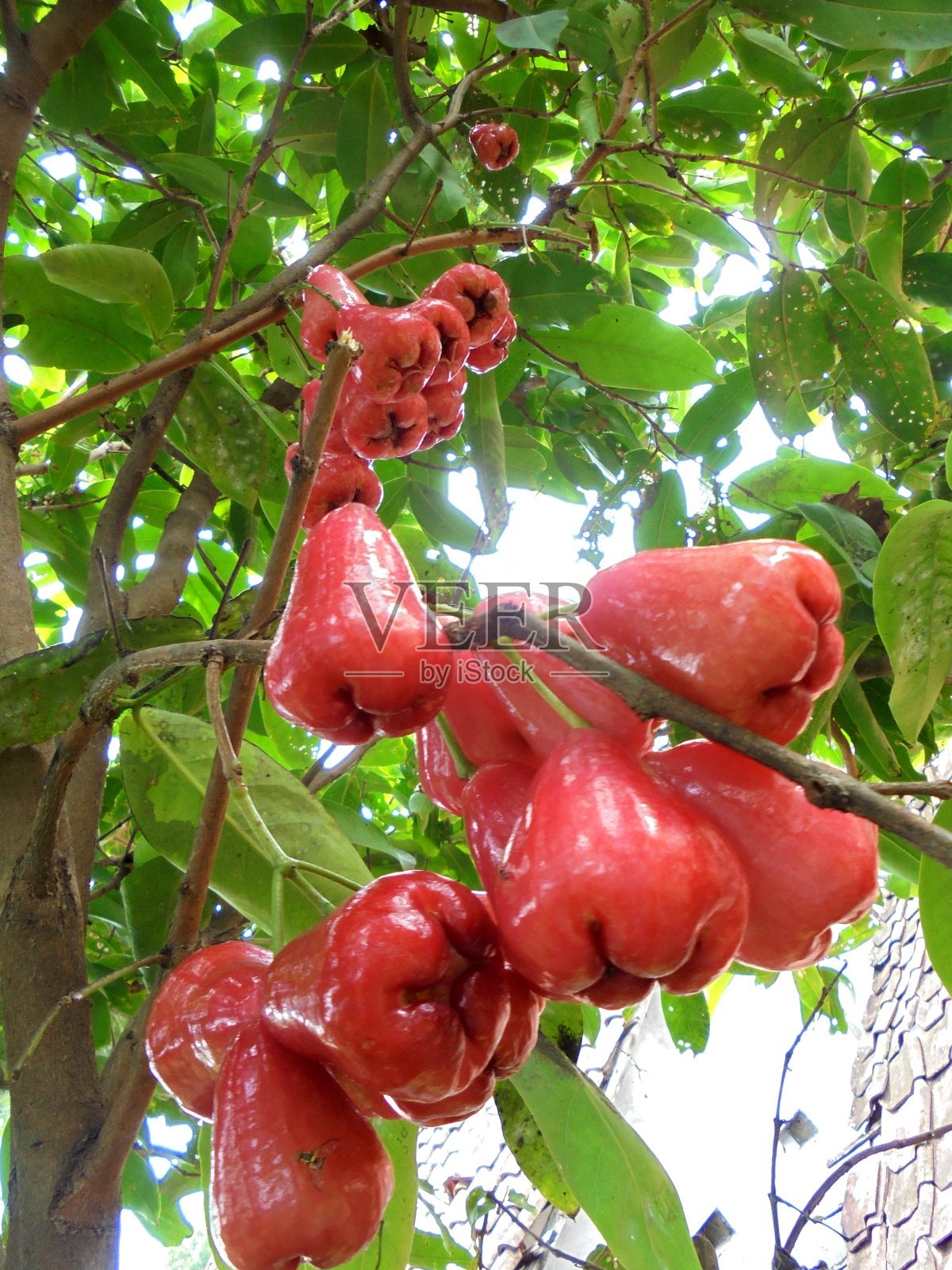 水番石榴照片摄影图片