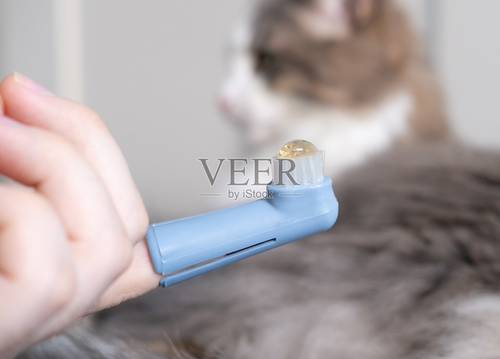 牙刷的动物。一名男子正在给一只灰猫刷牙。动物保健概念照片摄影图片