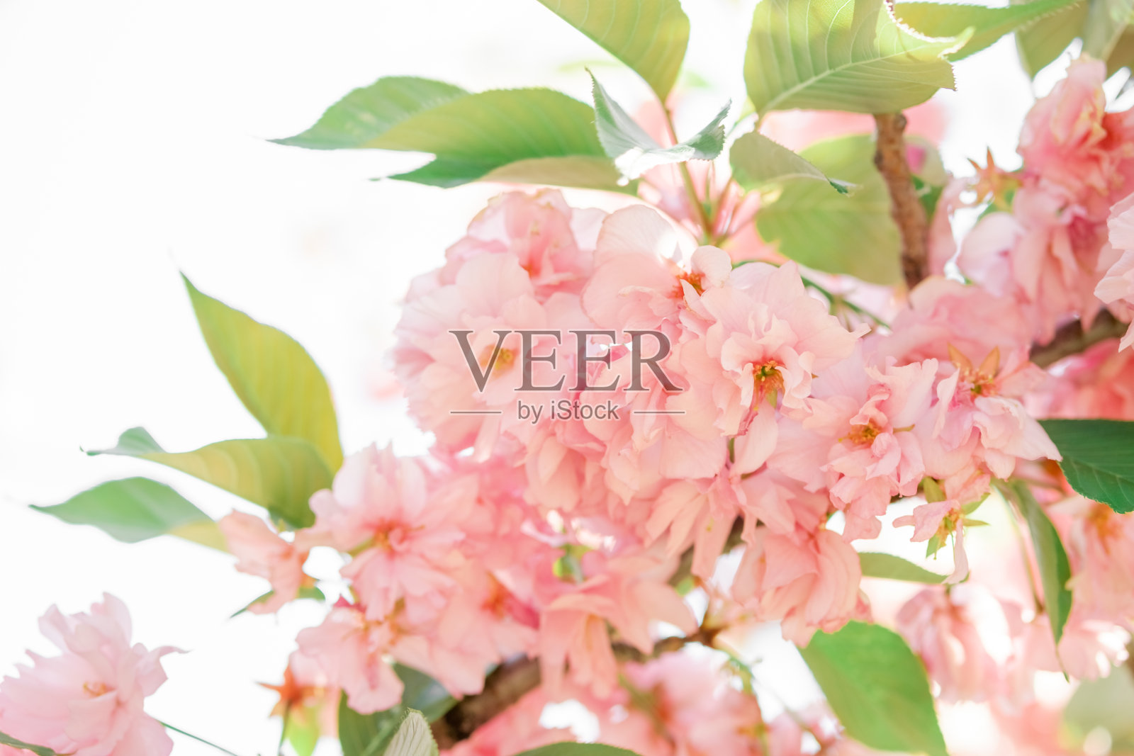 精致的粉红色樱花和绿色的叶子。精致的弹簧背景照片摄影图片