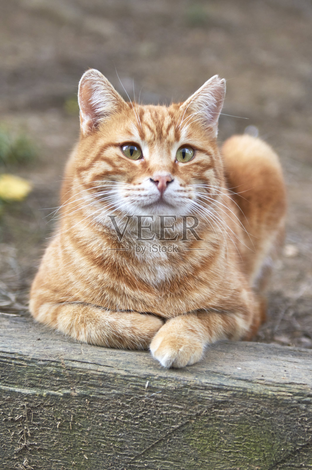 快乐的猫照片摄影图片