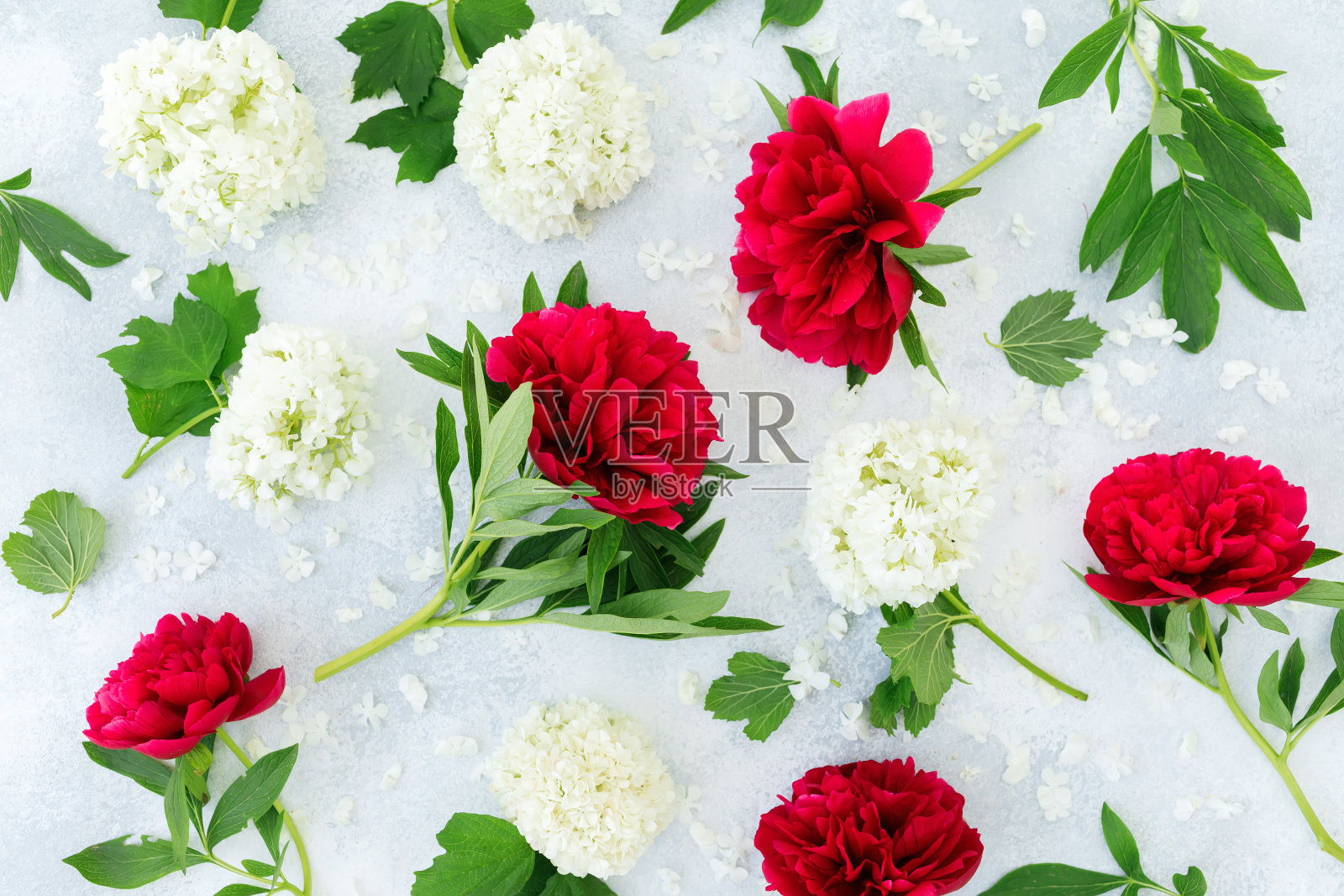 灰色背景上的红色牡丹和白色水螅花。平躺,俯视图。花卉copmosition照片摄影图片