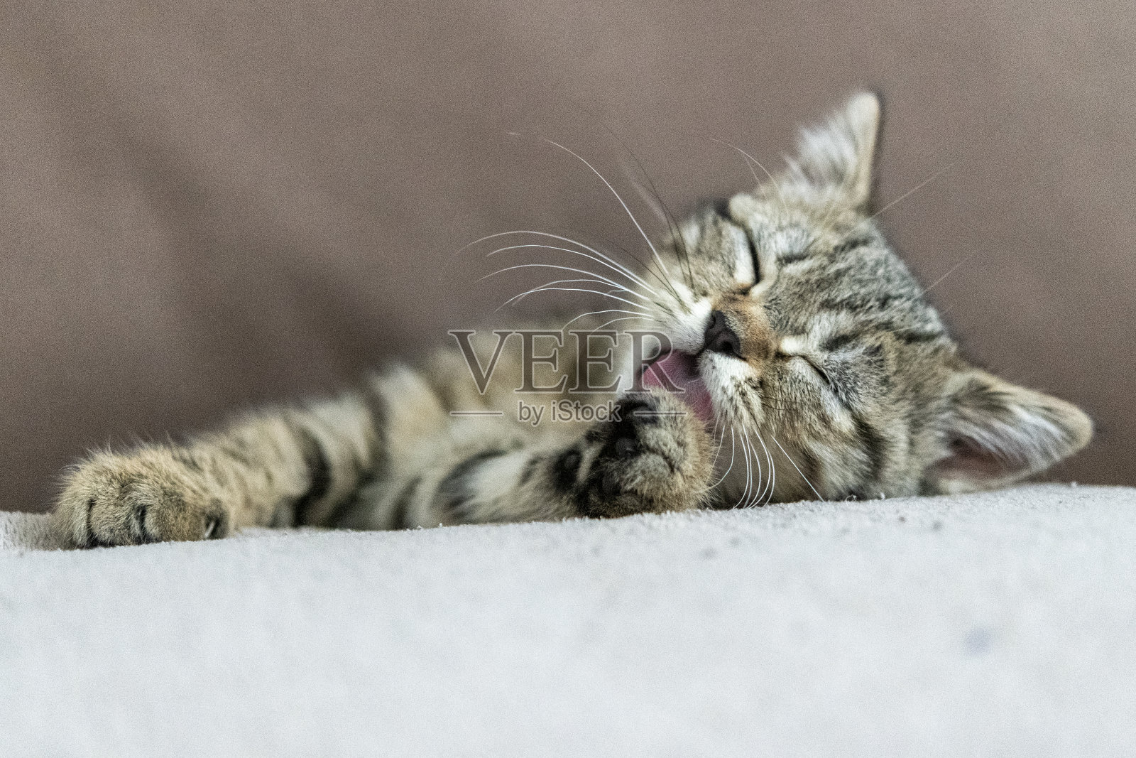 一只可爱的小猫躺在家里的床上照片摄影图片