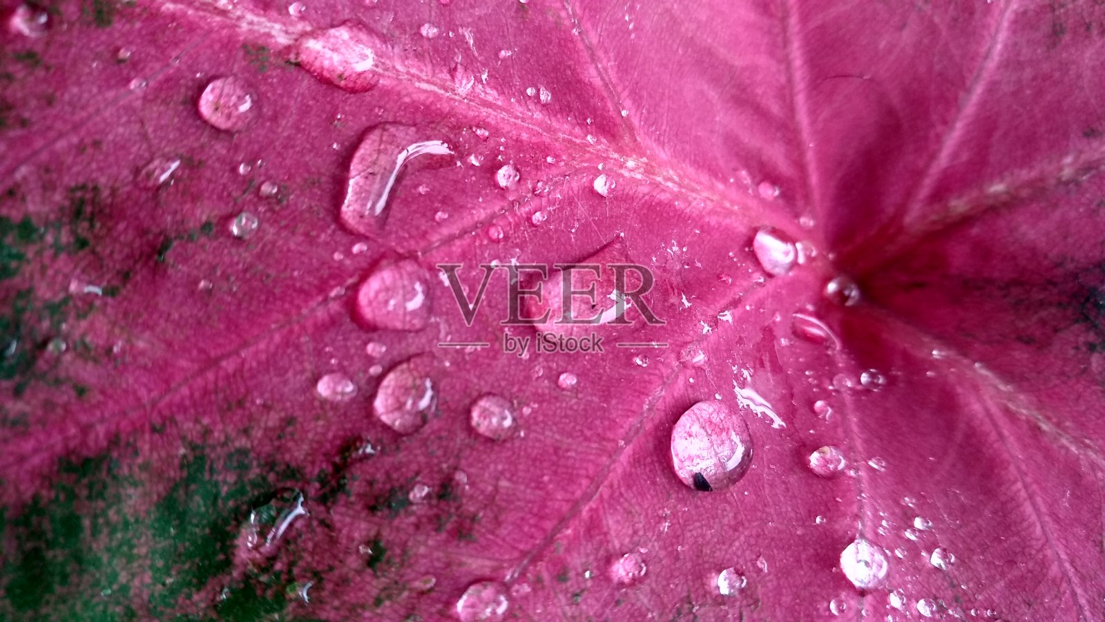 特写水滴在芋头叶子照片摄影图片