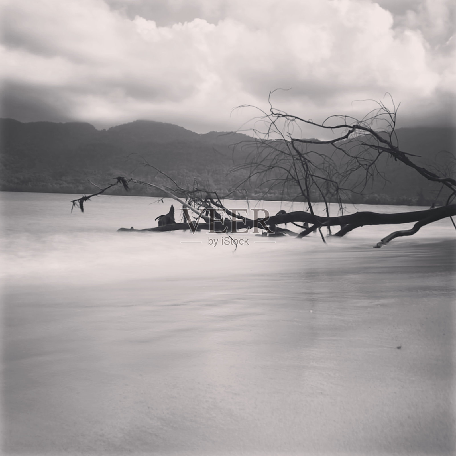 海滩上的一棵枯树照片摄影图片