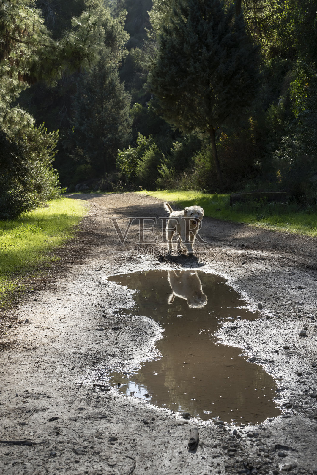 森林小路上的小狗照片摄影图片