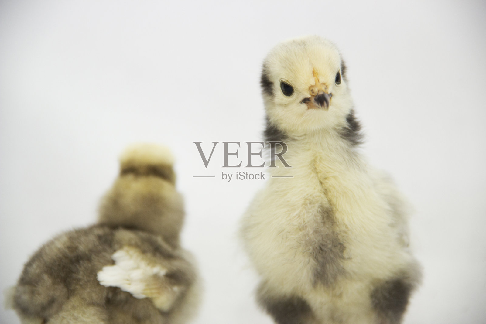 婴儿鸡照片摄影图片