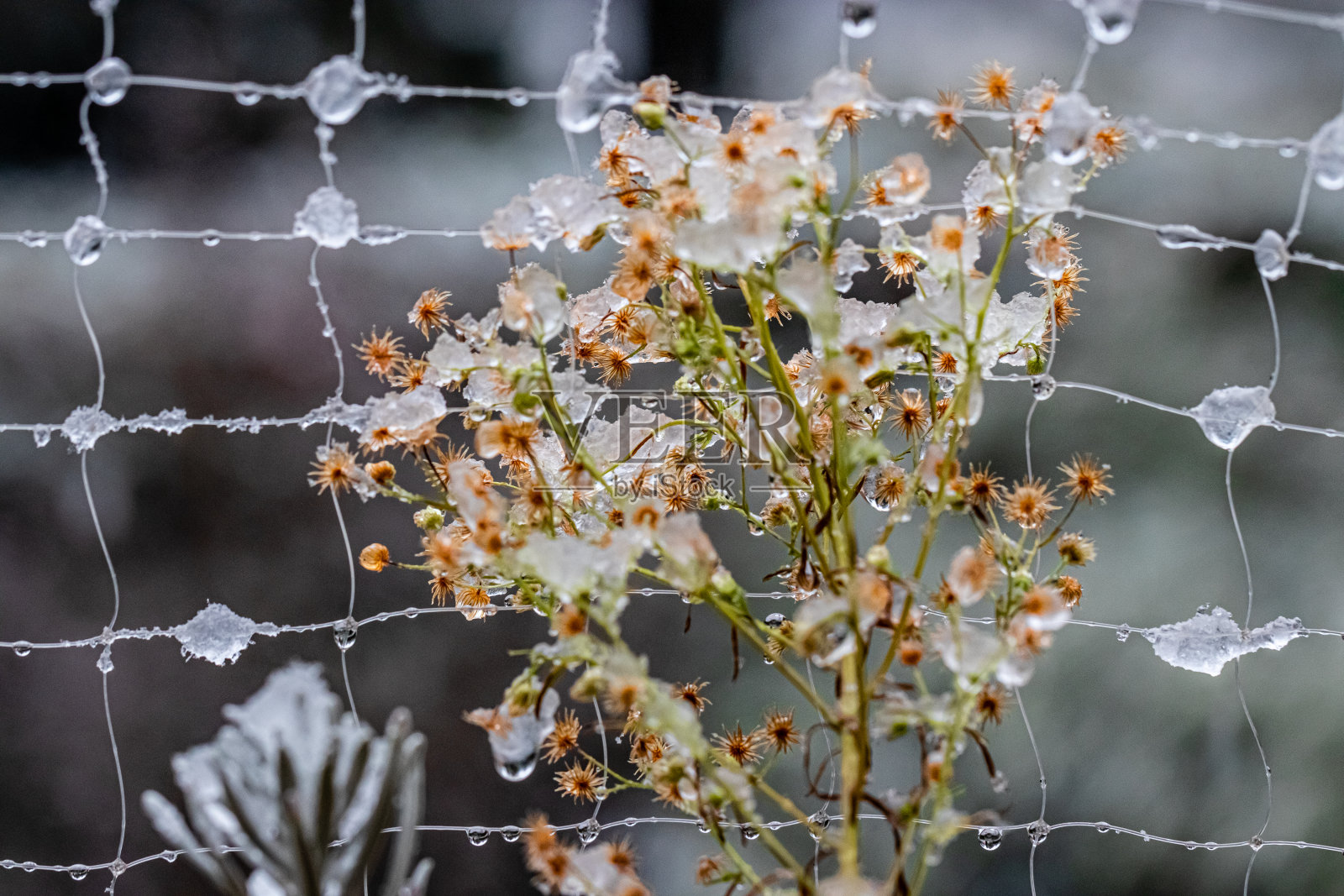 花下过一场雪,门前结一张网照片摄影图片