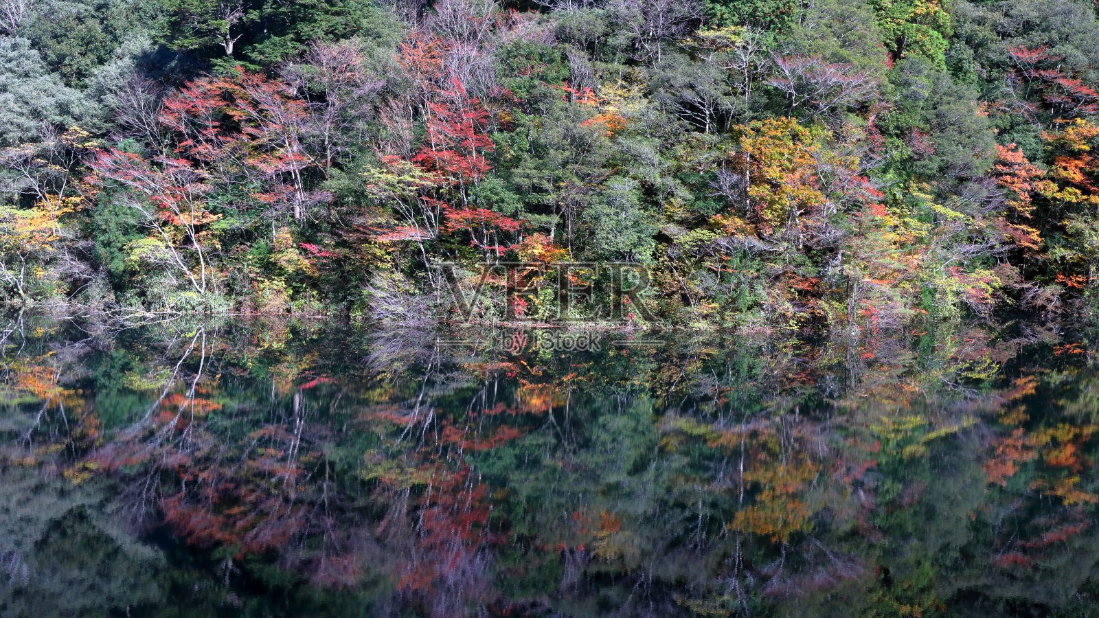 吉野河,秋叶水镜(高知县野野镇大西水库)照片摄影图片