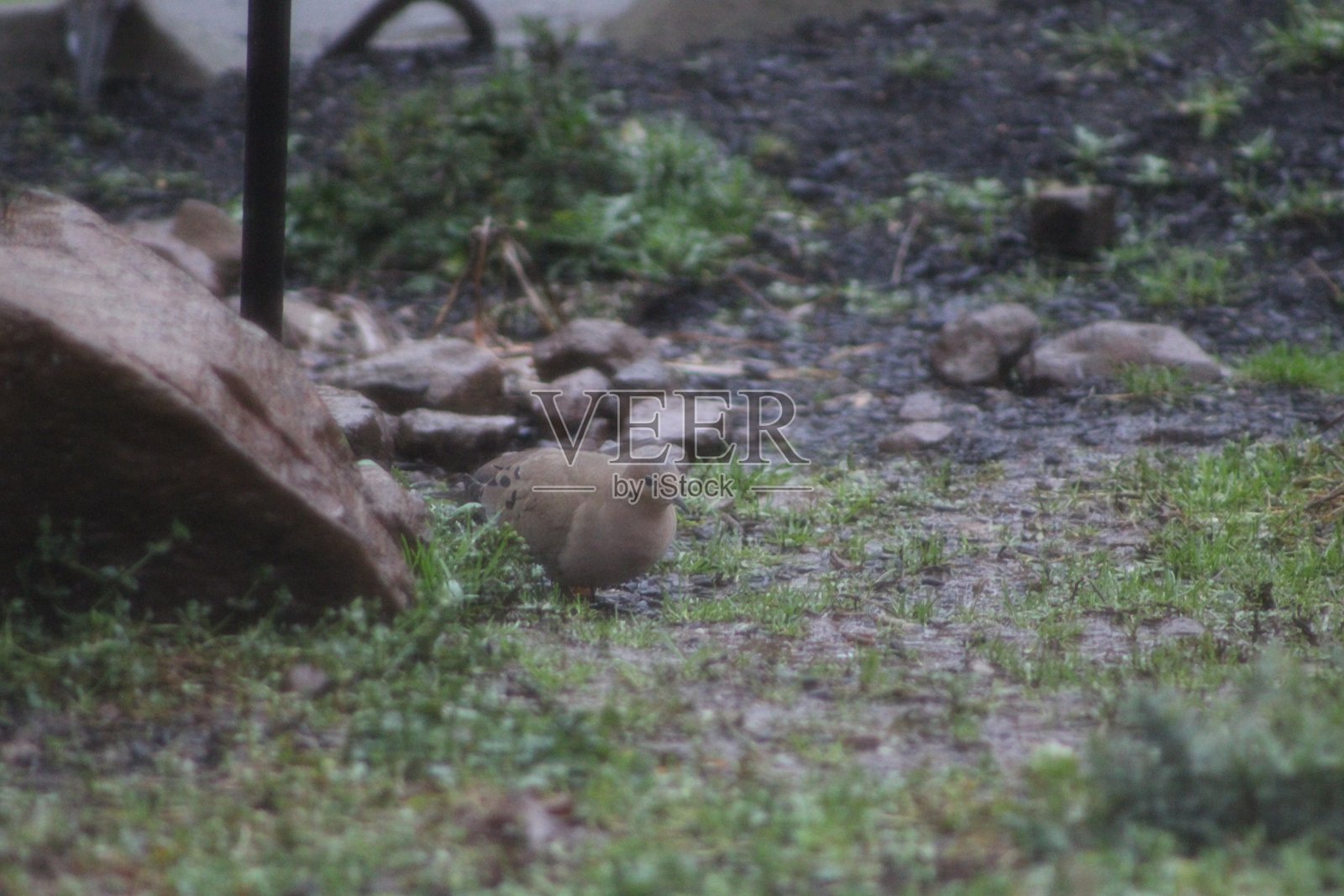 鸟在哪里照片摄影图片