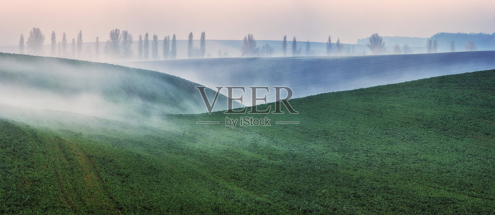 连绵起伏的绿色麦田。令人惊叹的极简主义景观与波浪山照片摄影图片