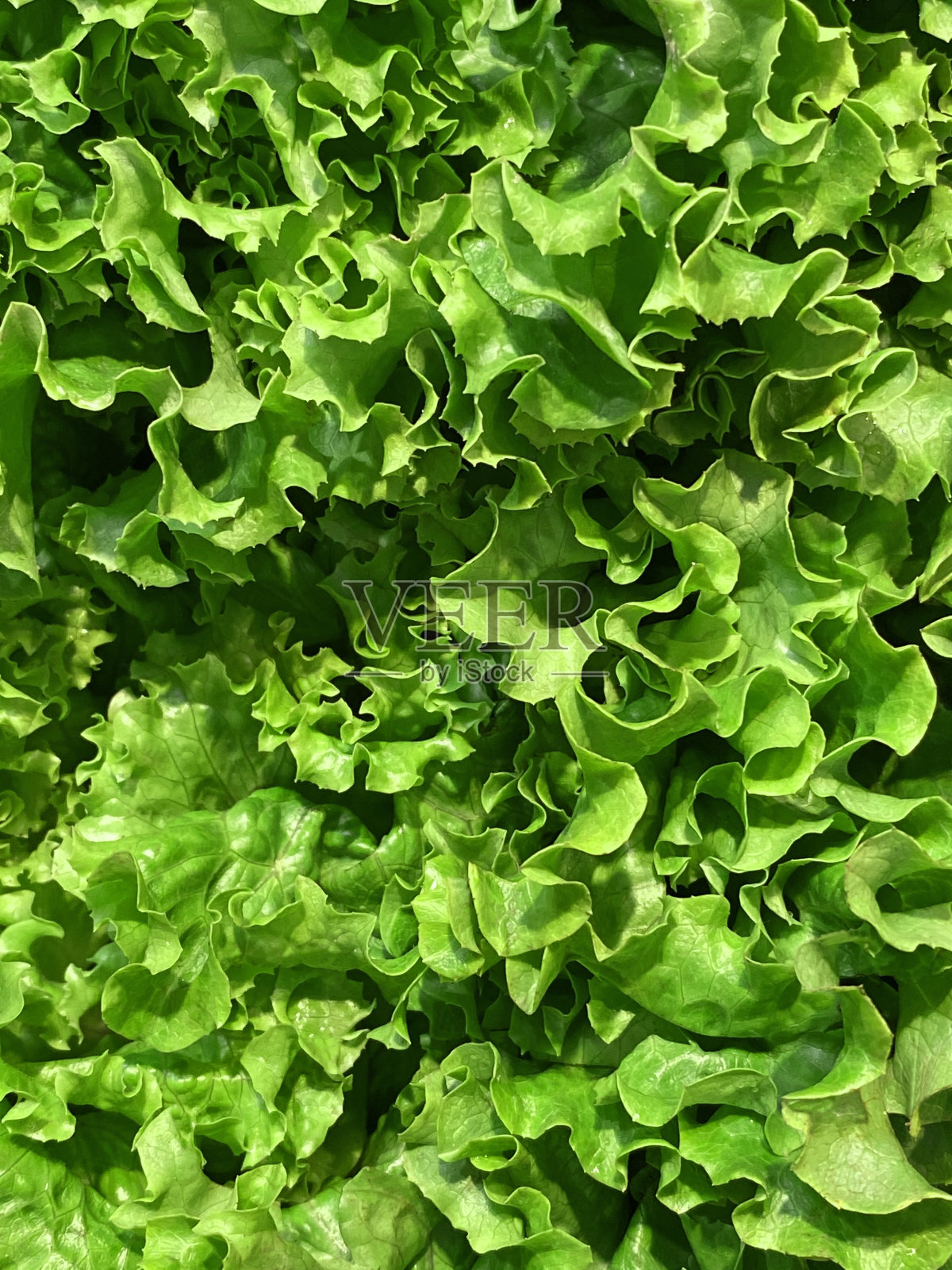 生菜照片摄影图片