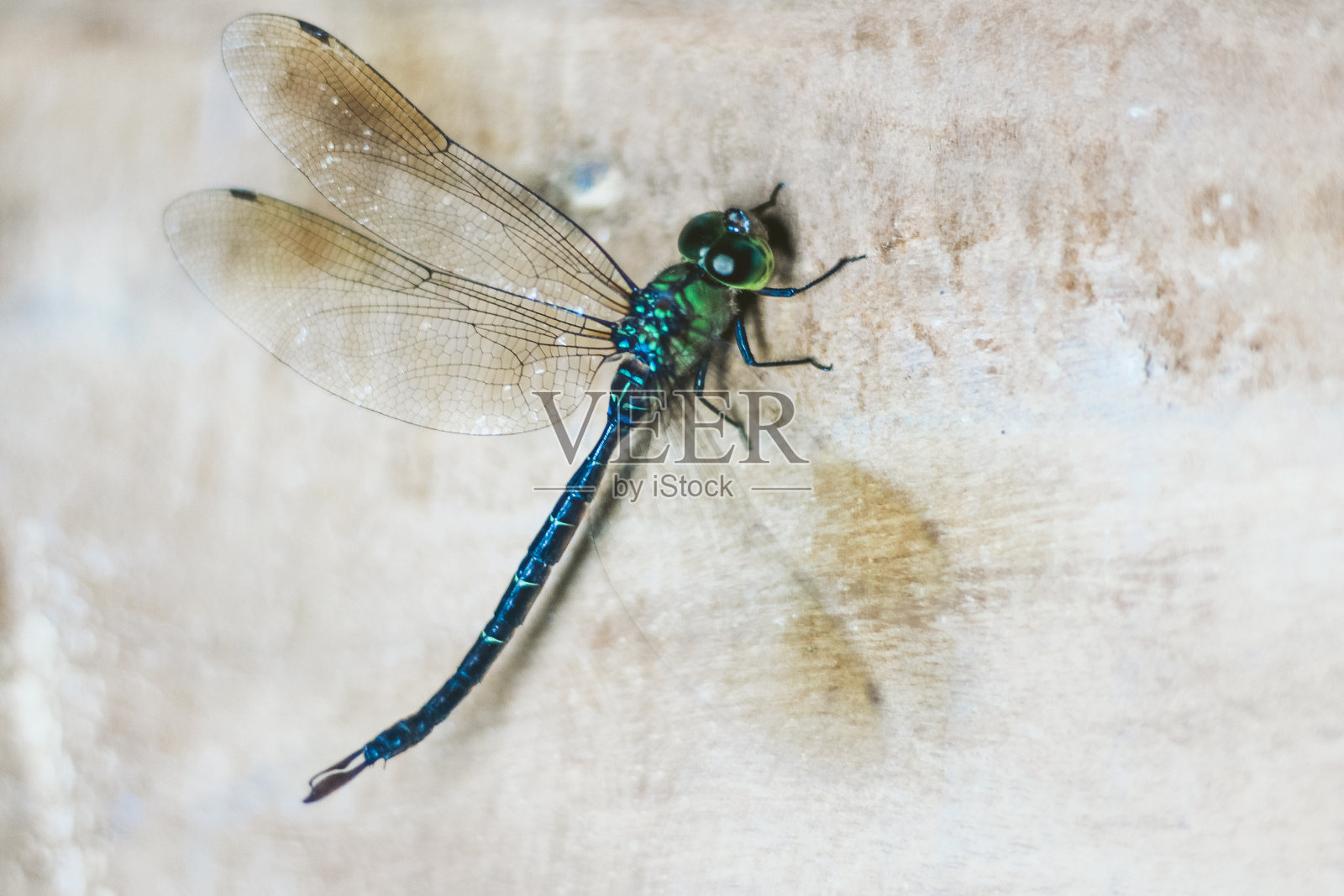 蜻蜓在一个木制的背景近距离照片摄影图片