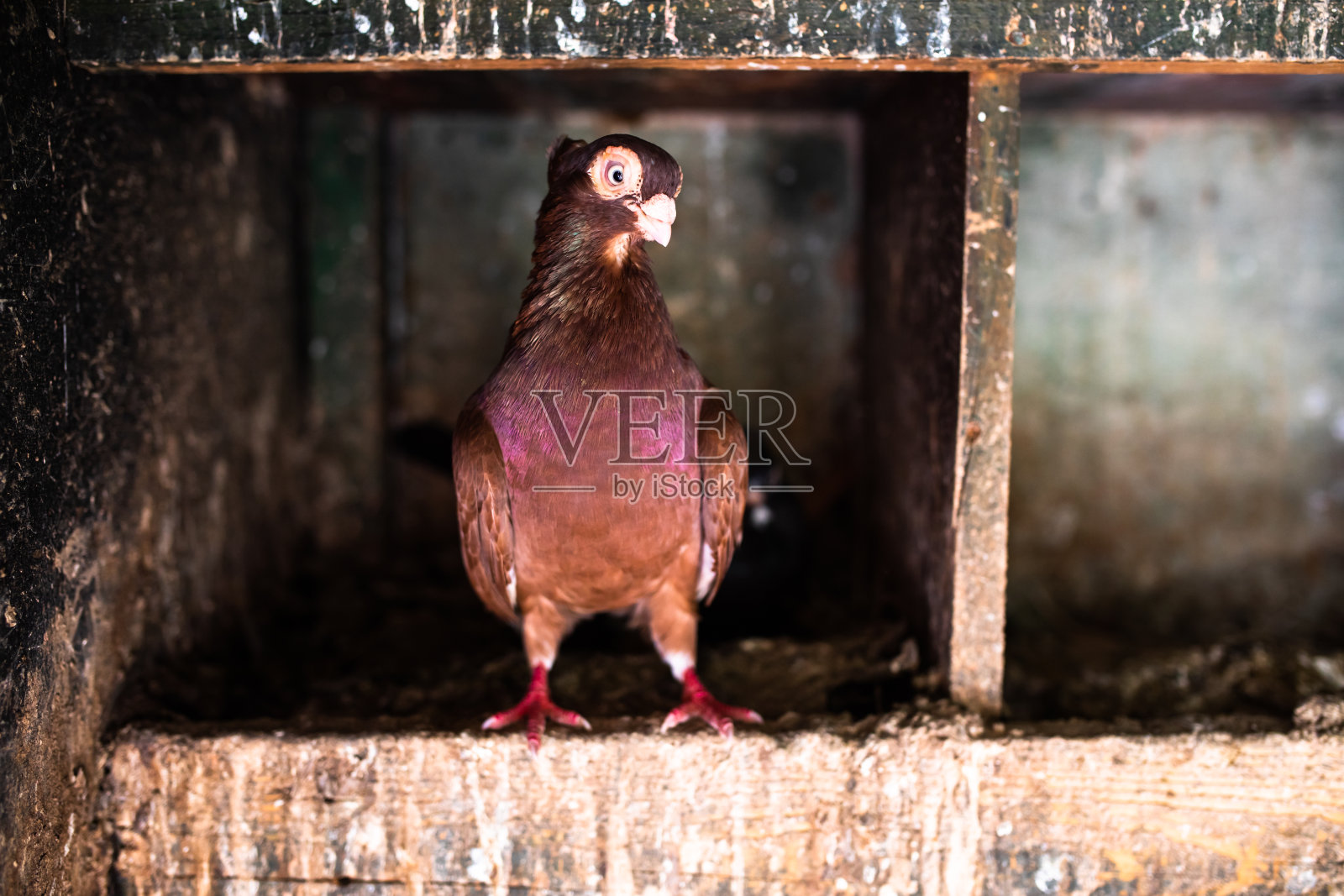鸽子窝里的鸽子照片摄影图片