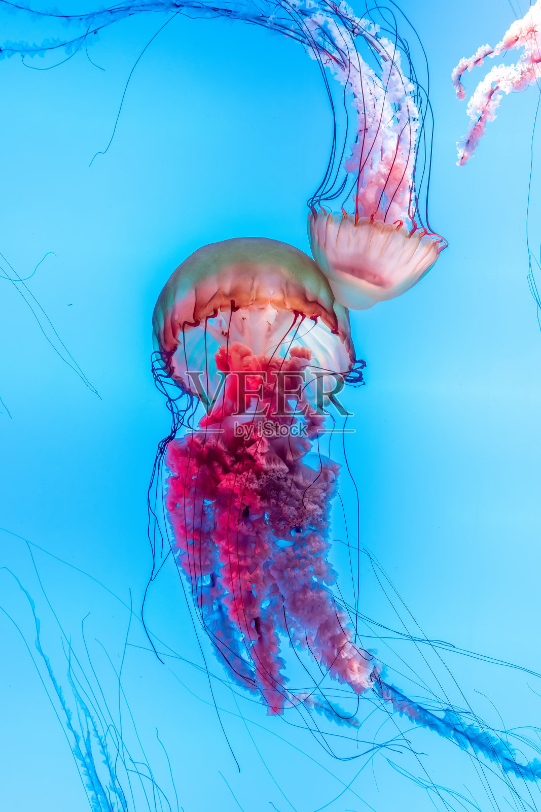 精力充沛的水母漂浮在海洋中照片摄影图片